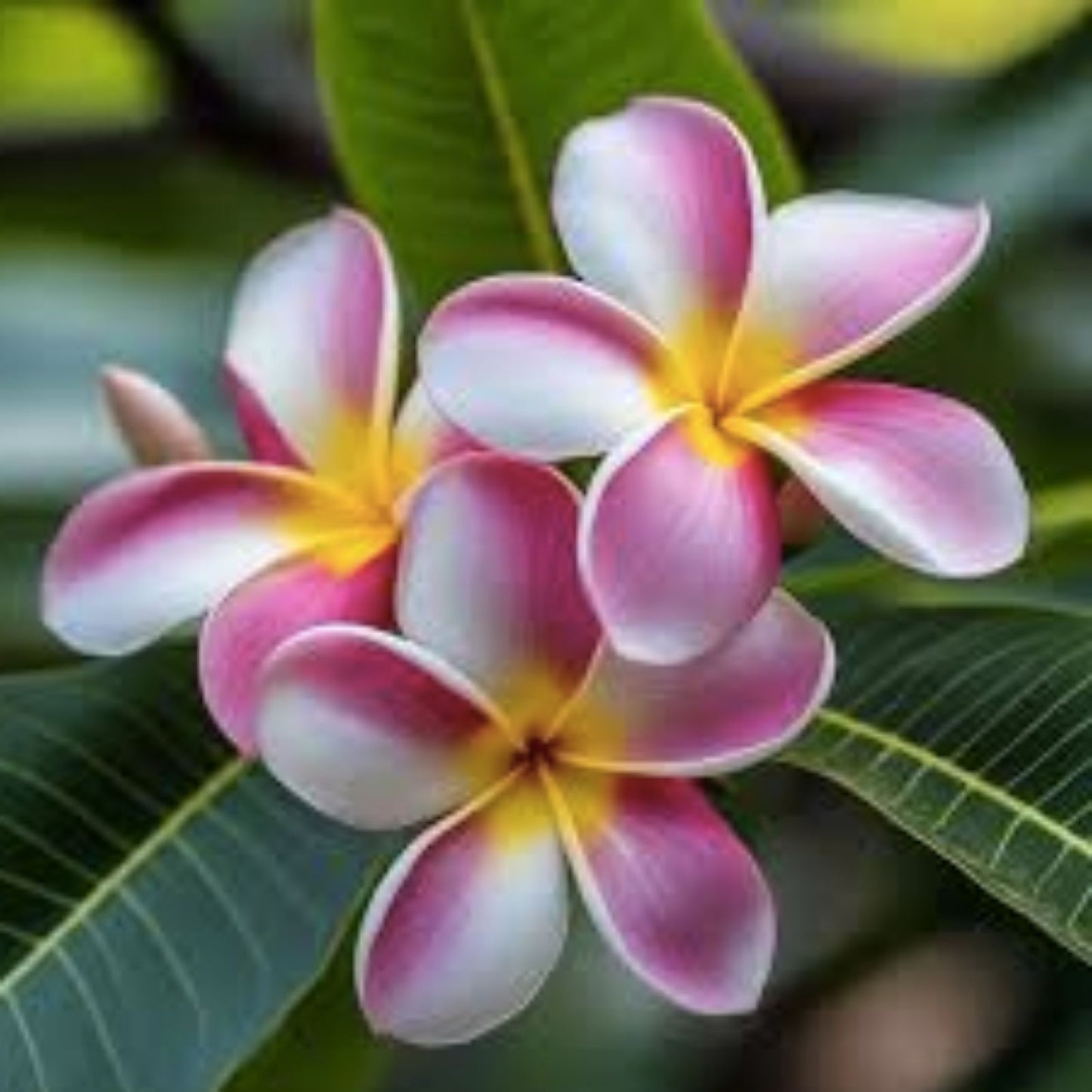 Rooted Plumeria Cutting, White and Pink Flowers, Frangipani, Plumeria spp,, 12+ Inches