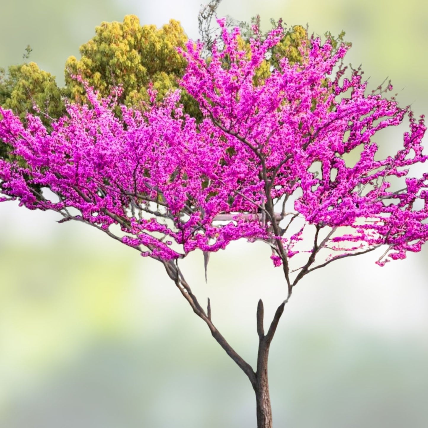 Redbud Tree Bare Root Set of 2 – Cercis canadensis Live Plants with Vibrant Pink Flowers for Gardens
