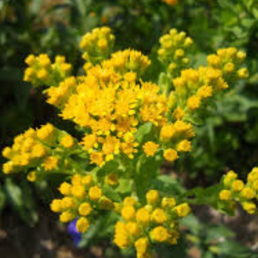 Organic Stiff Goldenrod Seeds 50 Pack Solidago Perennial Wildflower USA Grown