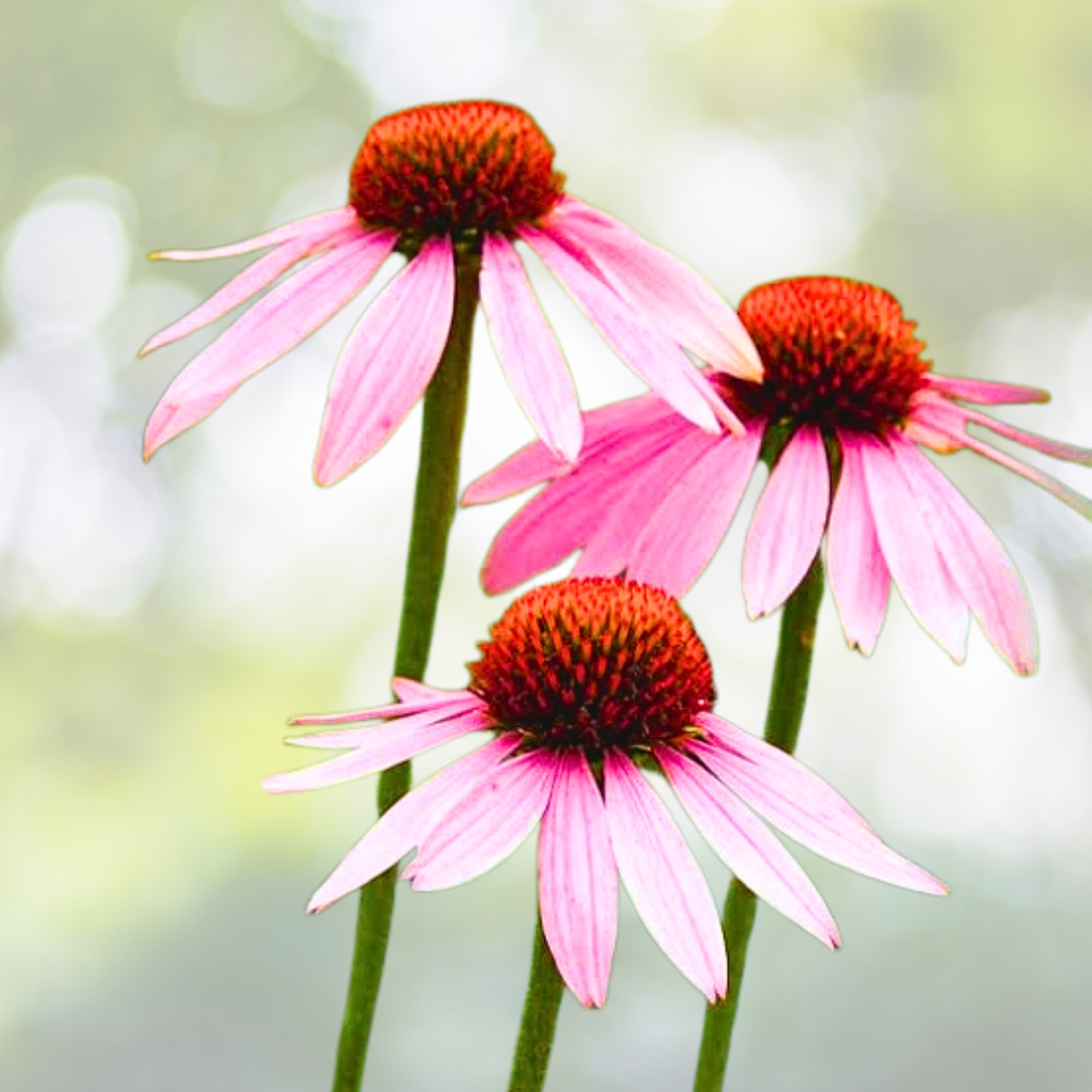 Purple Coneflower Seeds - 100 Pack - Hardy Perennial for Pollinators - Echinacea purpurea