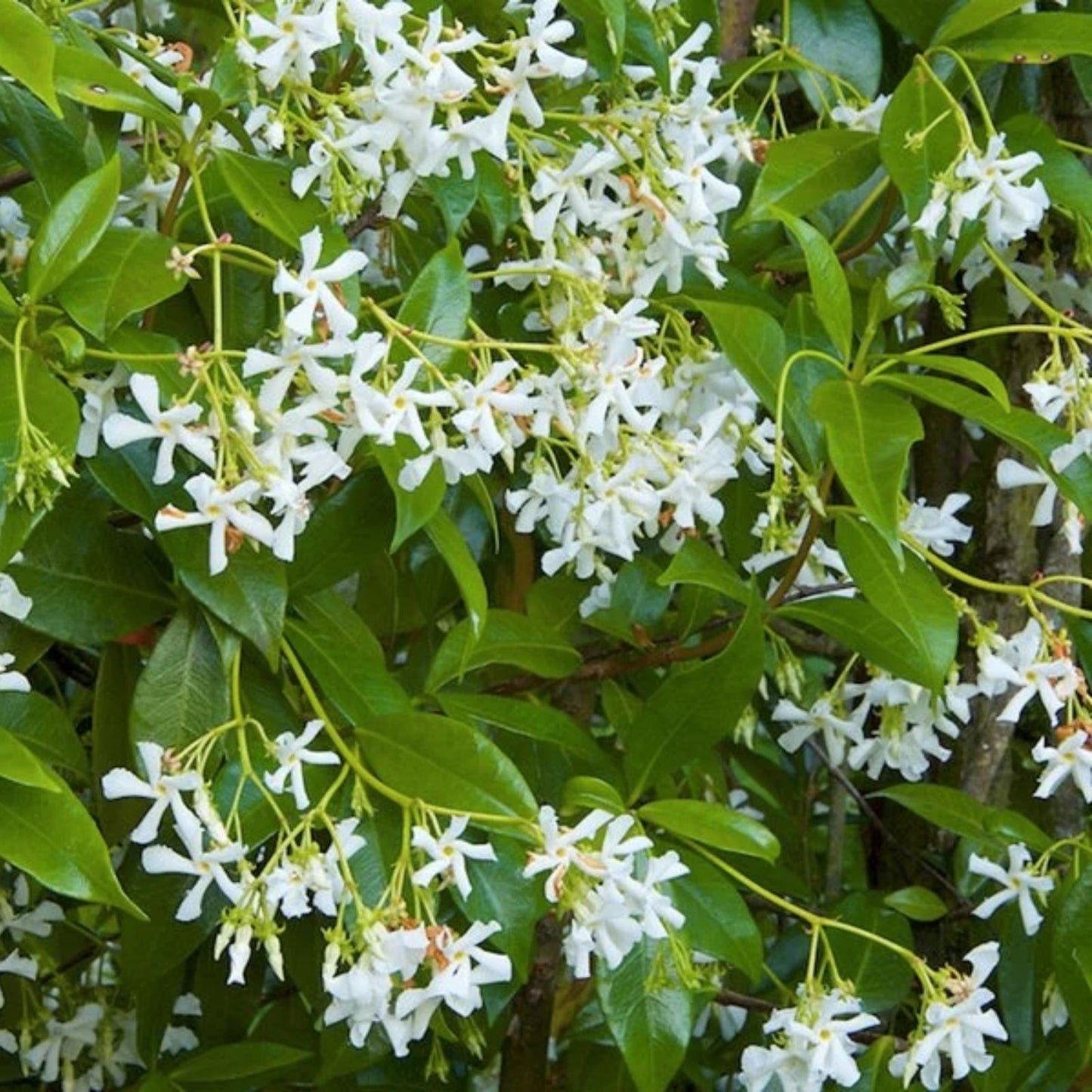 Star Jasmine Cuttings - 12 Unrooted Stem Cuttings - Fragrant Flowering Vine - Trachelospermum jasminoides