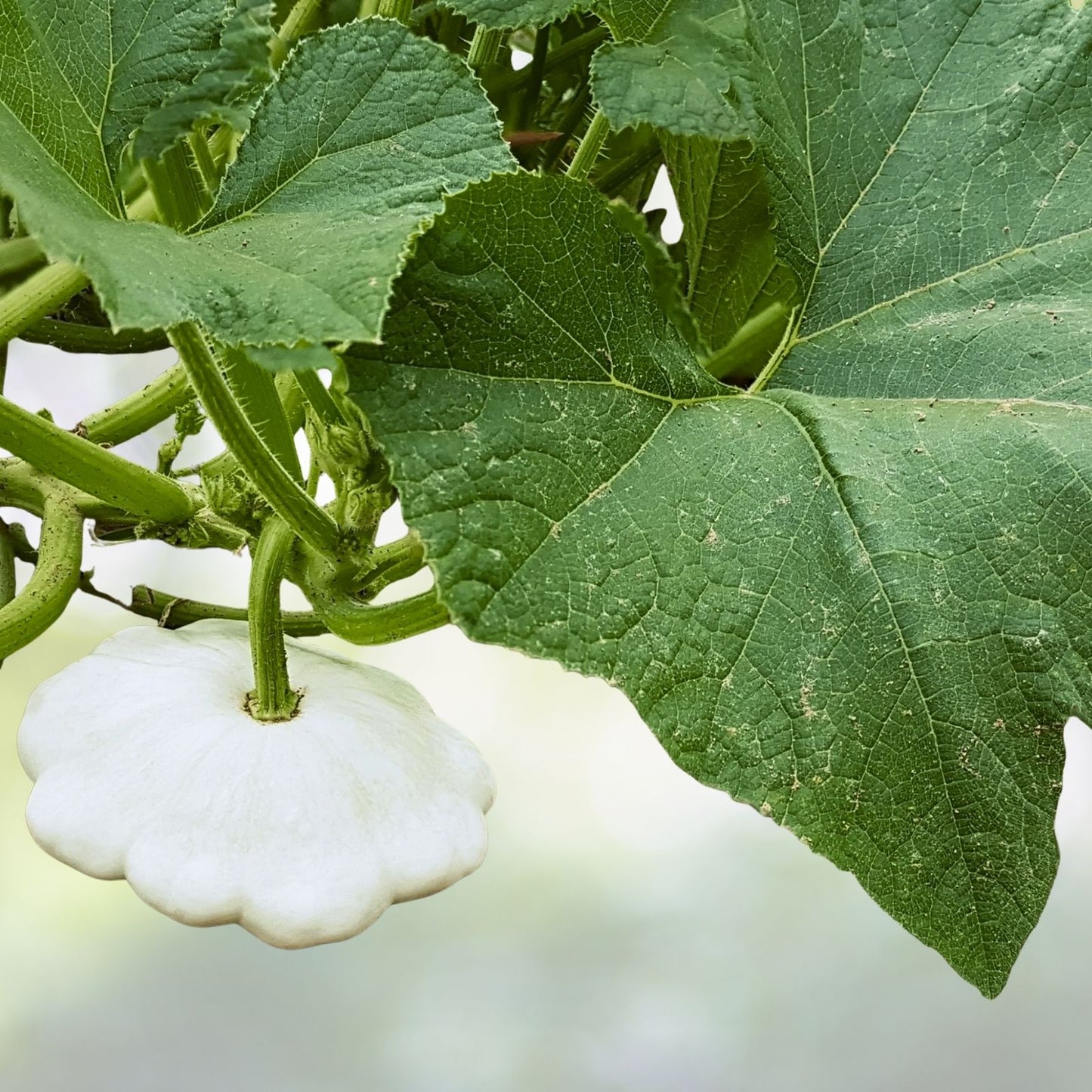 Bennings Green Tint Summer Squash Seeds | Non-GMO Heirloom Vegetable Seeds | Cucurbita pepo