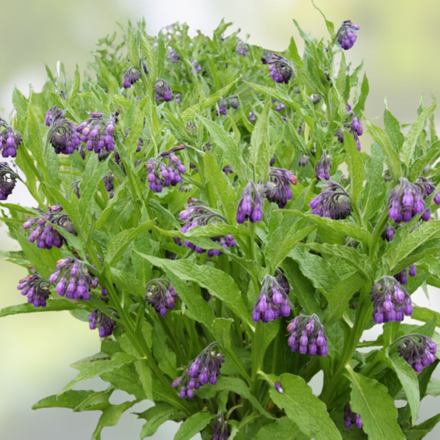 True Comfrey Seeds 20 Non GMO Organic Planting Supplies Symphytum officinale Herb Garden Starter