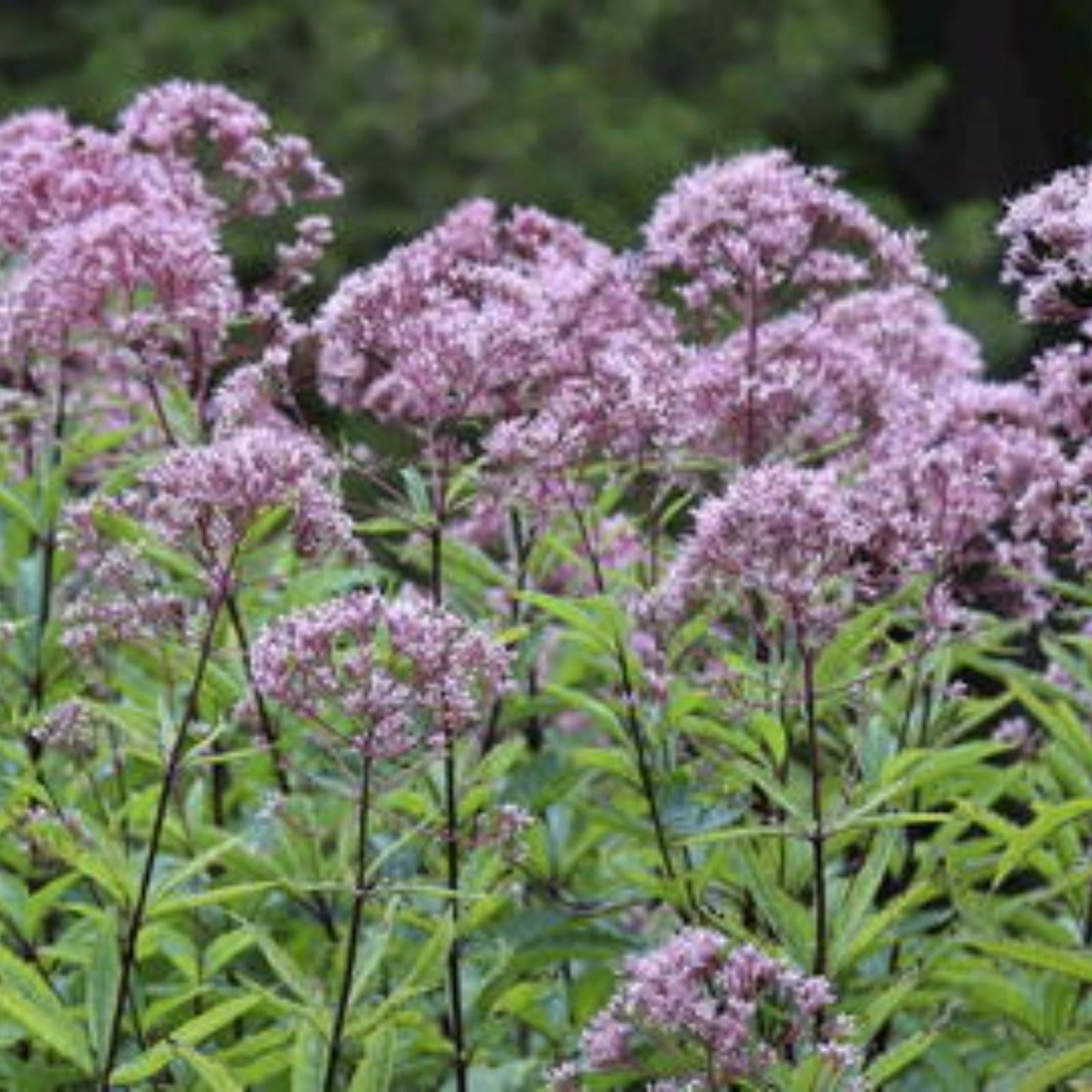 Joe Pye Weed Plants 3 Pack - Native Maine Eupatorium purpureum Perennial Flowering Plants for Gardens