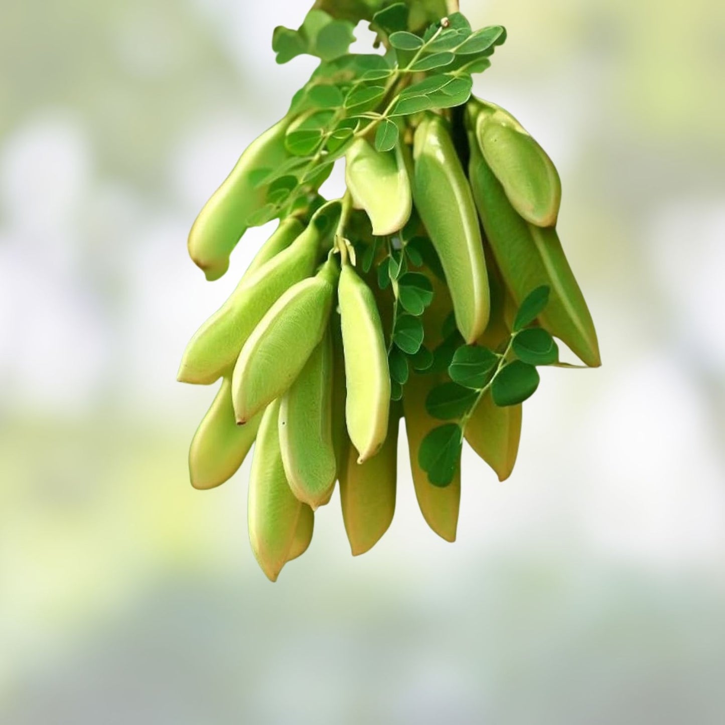 Moringa Oleifera Cuttings 8 Thick Non-GMO + 10 Seeds, Horseradish Drumstick Tree, Edible Leaves and Pods, Fast Growing Plant