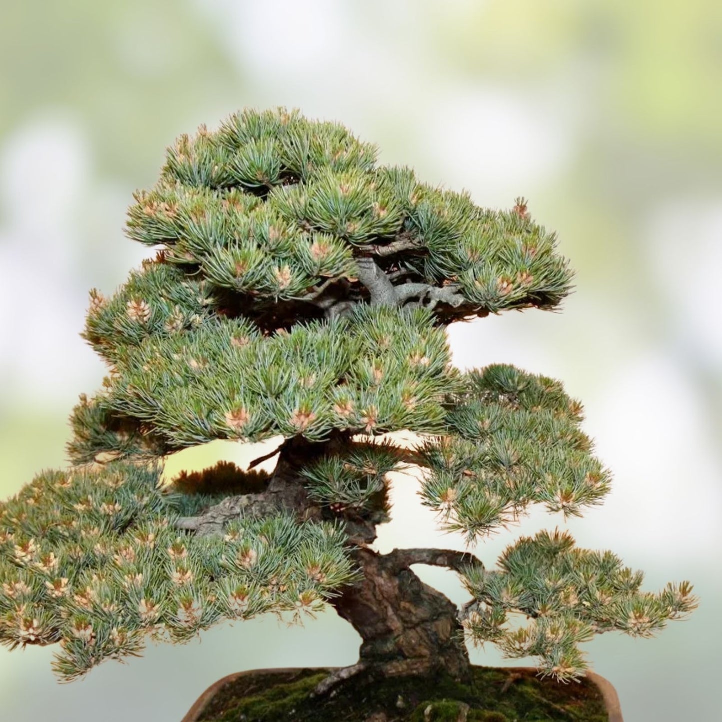 Black Spruce Bonsai Tree Seeds 20 Pack Coniferous Picea mariana for Planting and Gardening