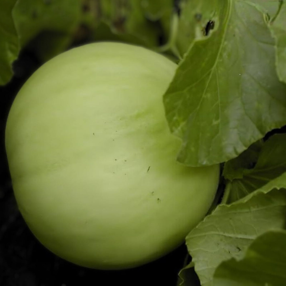 Heirloom Honey Dew Melon Seeds - Non-GMO Green Sweet Cucumis melo - 100 Seeds for Gardening and Farming