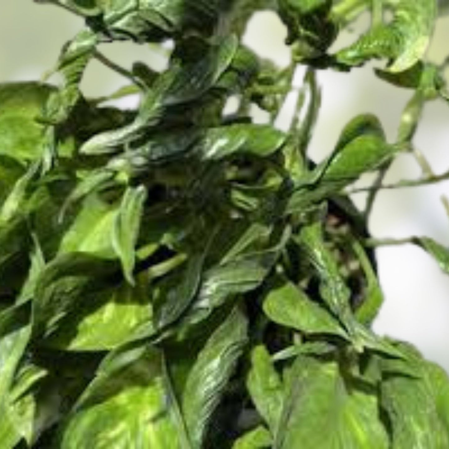 Fernando Fire Pothos Cuttings - 3 Fresh Epipremnum aureum Clippings - No Roots - Tropical Houseplant Decor