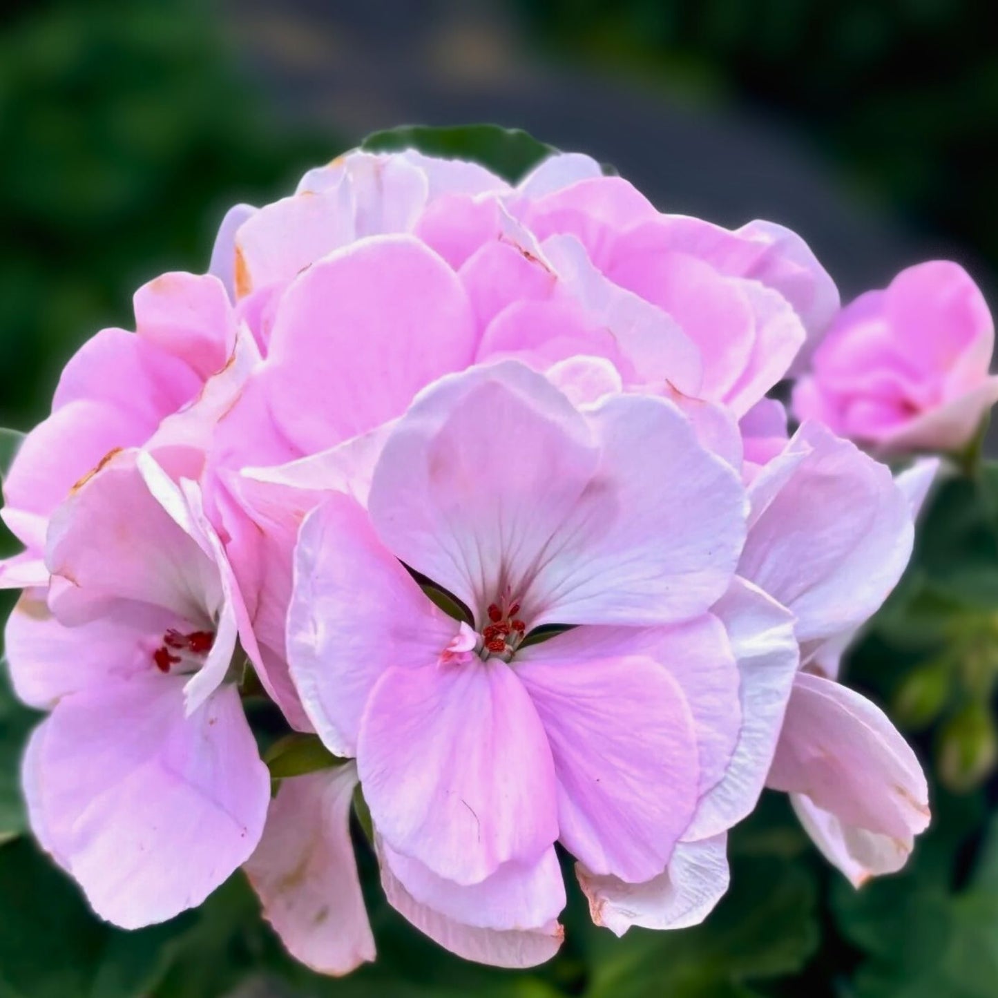 Rare Geranium Cuttings 6 Inches Long White Pink Pelargonium spp. 3 Starter Plants