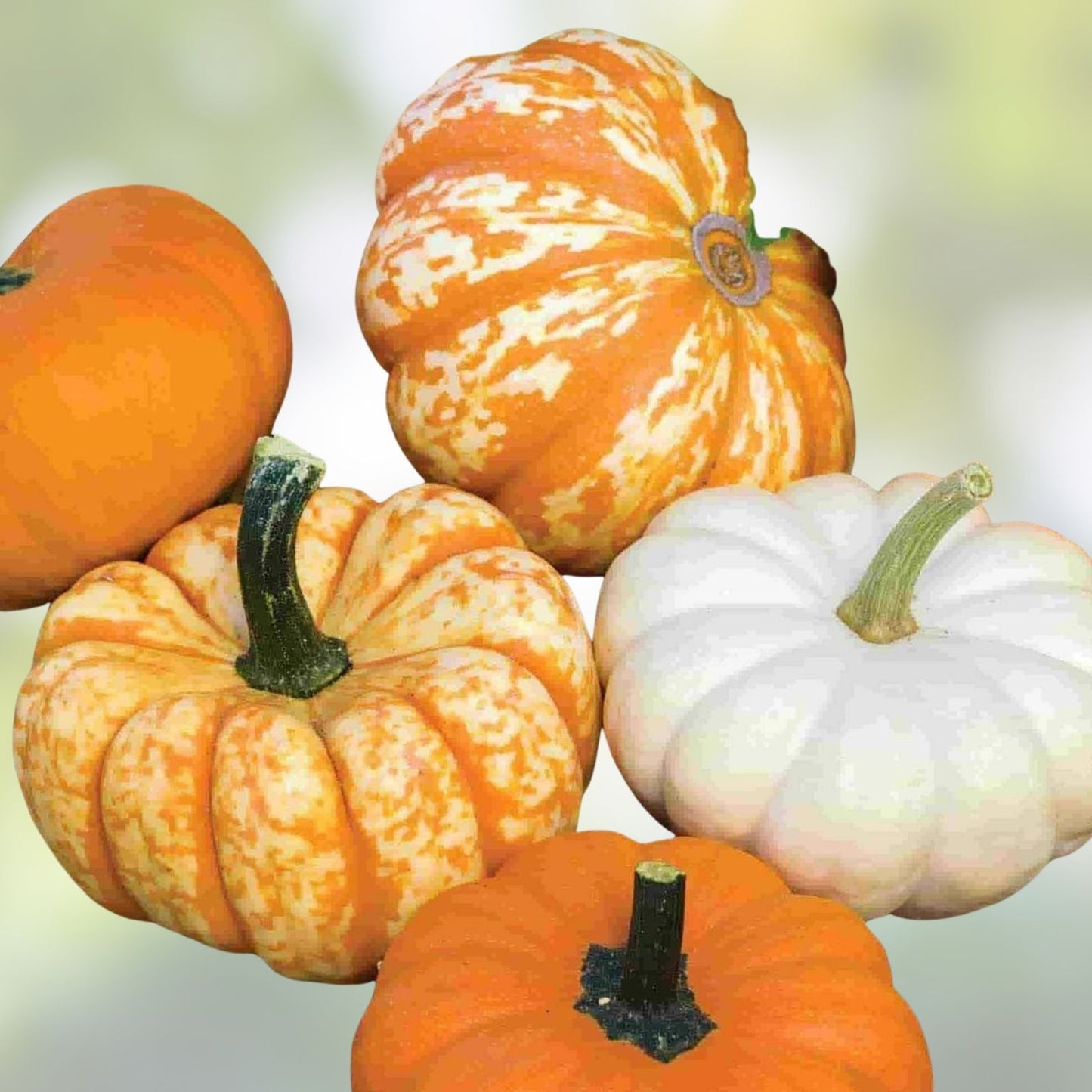 Blaze Mini Pumpkin Seeds 10 Pack - Colorful Fall Decor - Cucurbita pepo - Garden Seeds for Planting