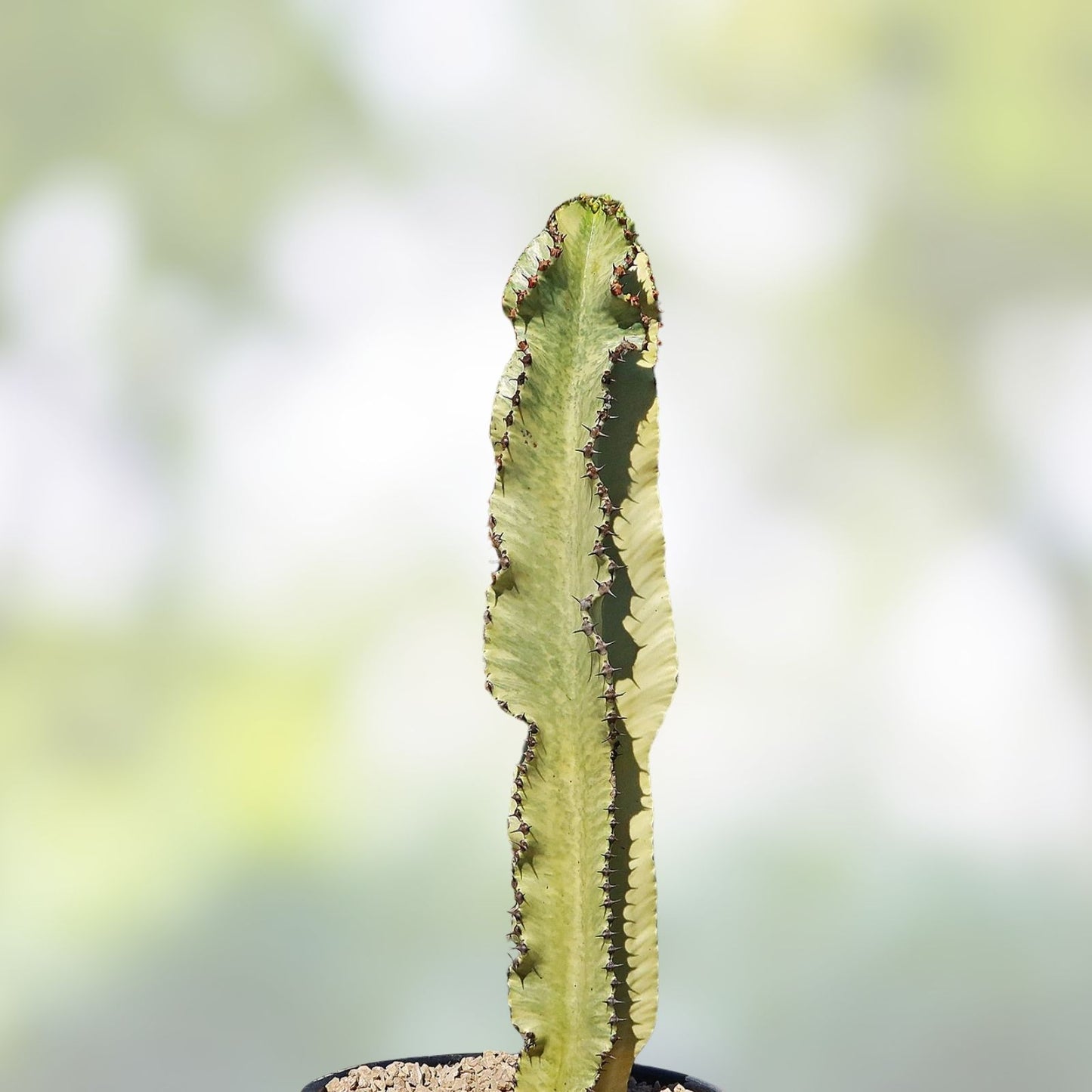 Euphorbia Ammak Variegated African Candelabra Cutting – 16" Succulent Plant for Collectors and Enthusiasts
