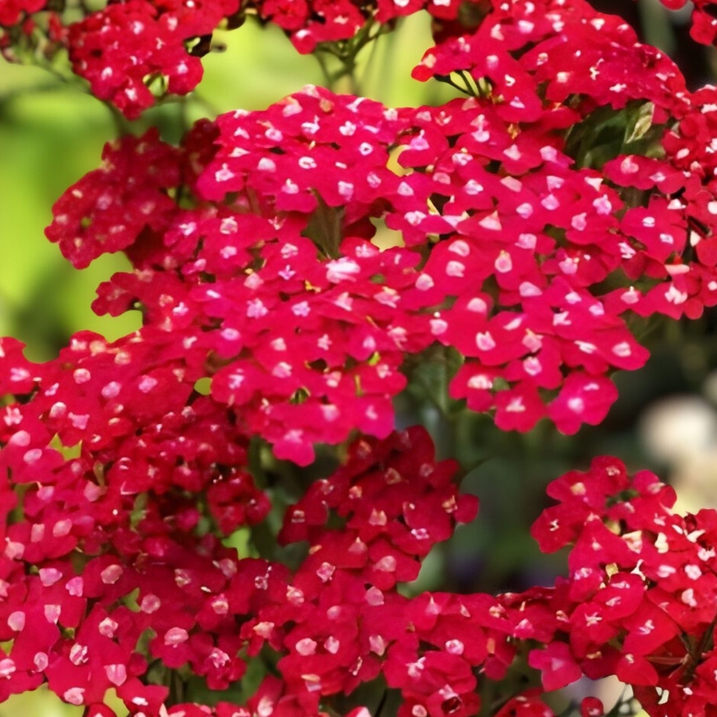 Yarrow Starter Plants Set of 2, Vintage Red Perennial Achillea millefolium, Edible Herb, Garden Plant