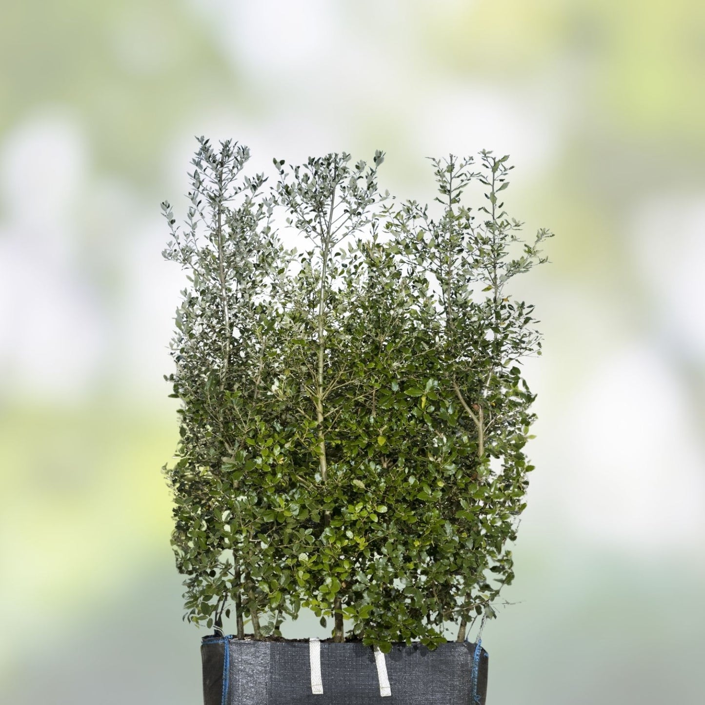 Quercus Ilex Holly Holm Oak Live Plant - Mediterranean Dalmatian, 26-30 Inches