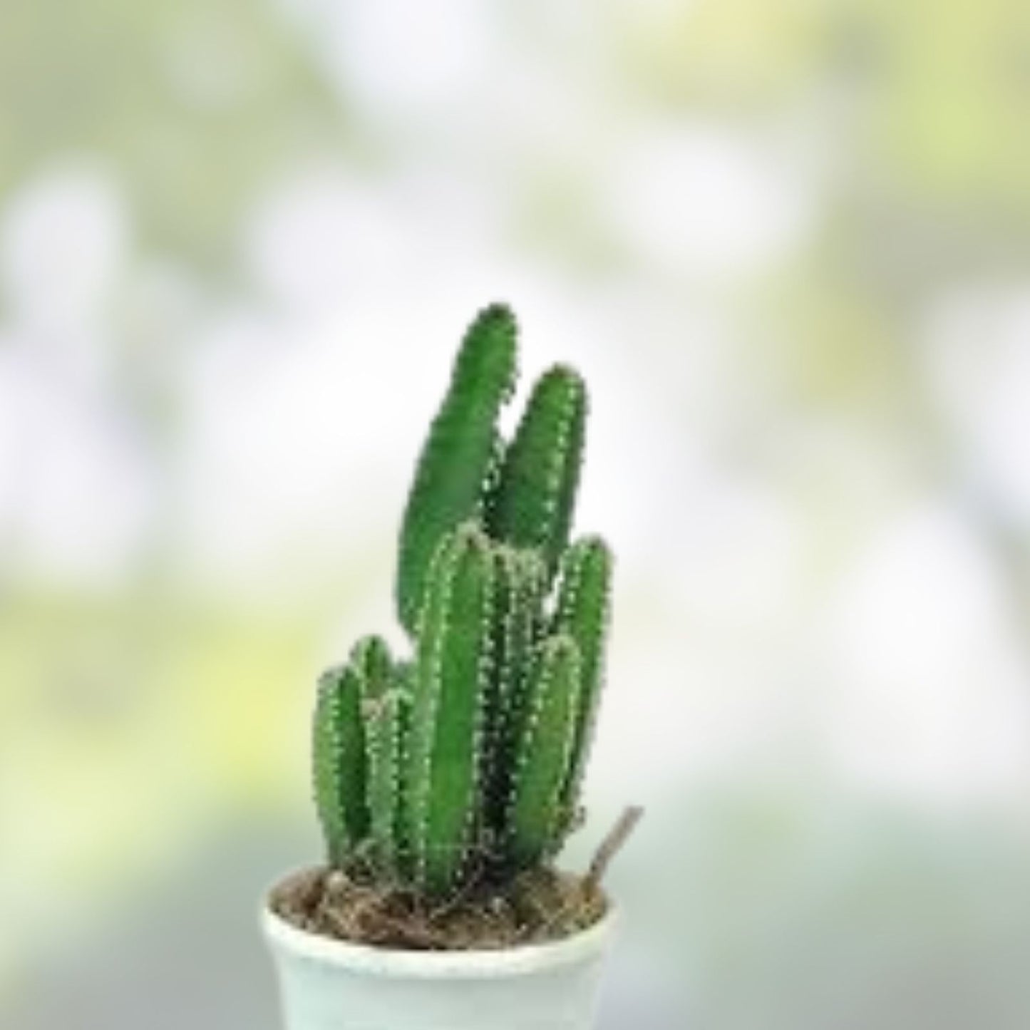 Cereus Peru Cactus Cutting - Succulent Plant - Indoor Decor - Exotic H21 - Cereus peruvianus