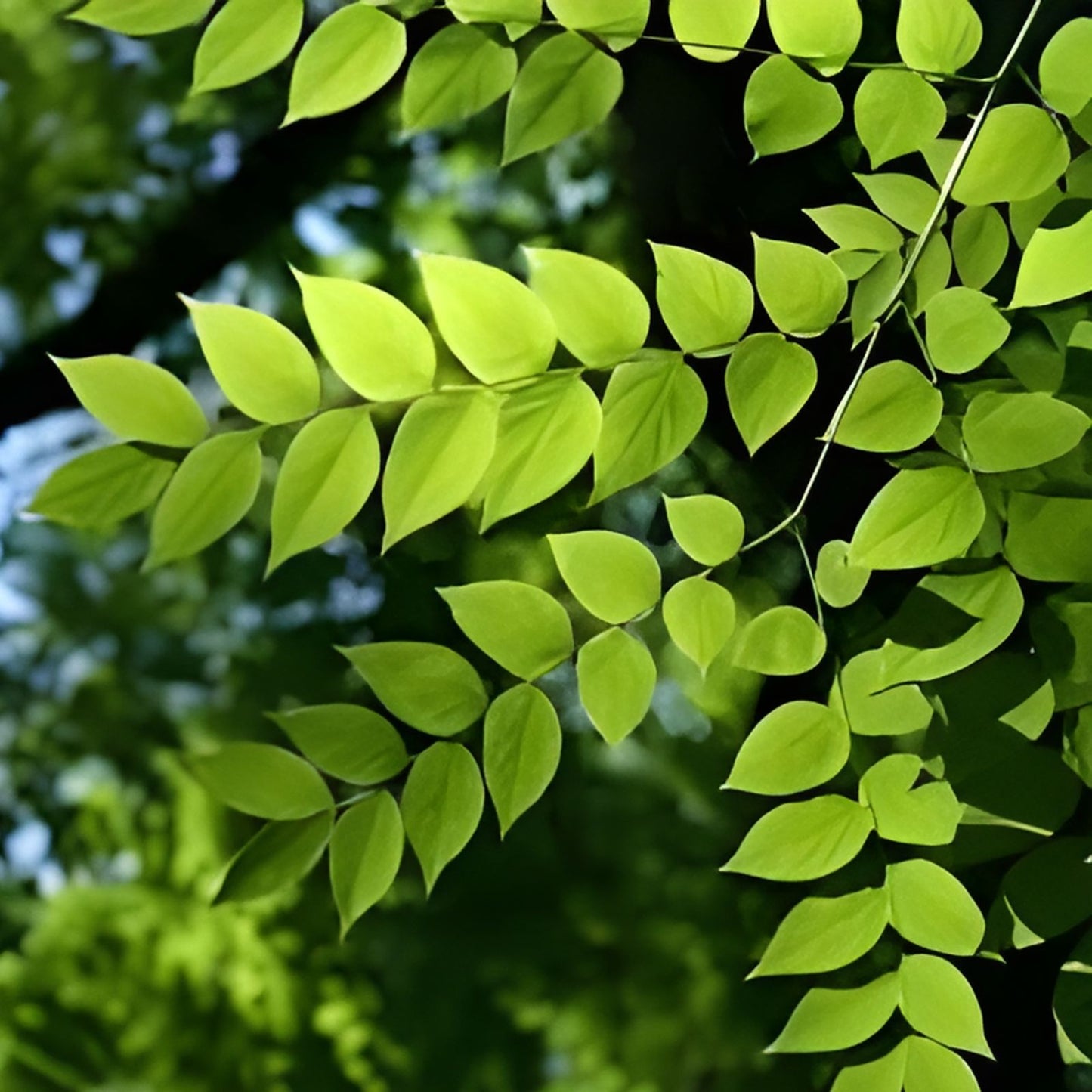 Kentucky Coffee Tree Live Plant Set of 2, Drought Resistant Ornamental Tree, Gymnocladus dioicus, 8-16 Inches