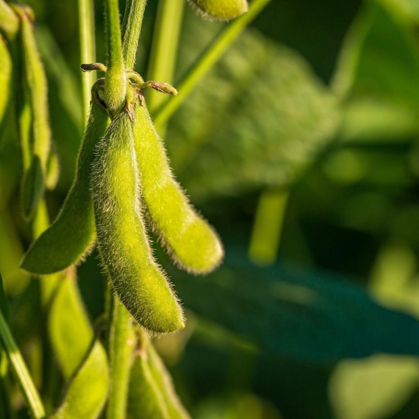 Black Soybean Seeds for Planting 1 lb Non-GMO Organic Glycine max Vegetable Seeds