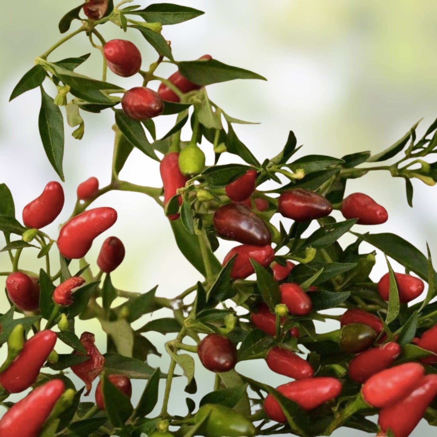 Red Hot Thai Pepper Seeds – Spicy Capsicum annuum, 100+ Starter Plants for Cooking, Gardening, and Hot Pepper Cultivation