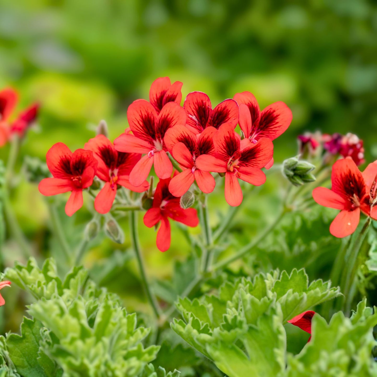 Rare Geranium Plants - 3” Pot - Unique Varieties - Pelargonium spp. - Ideal for Collectors and Garden Enthusiasts