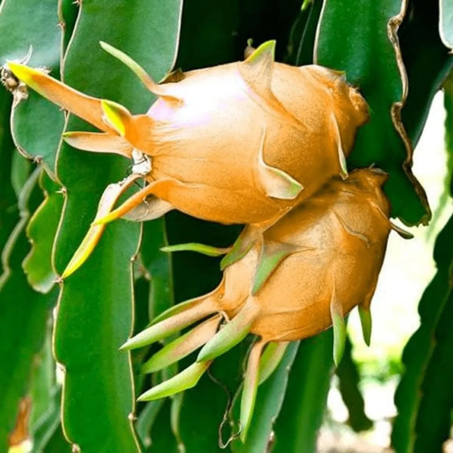 Orange Dragon Fruit Cuttings 16-24" – Hylocereus undatus Tropical Cactus Plant for Home Garden