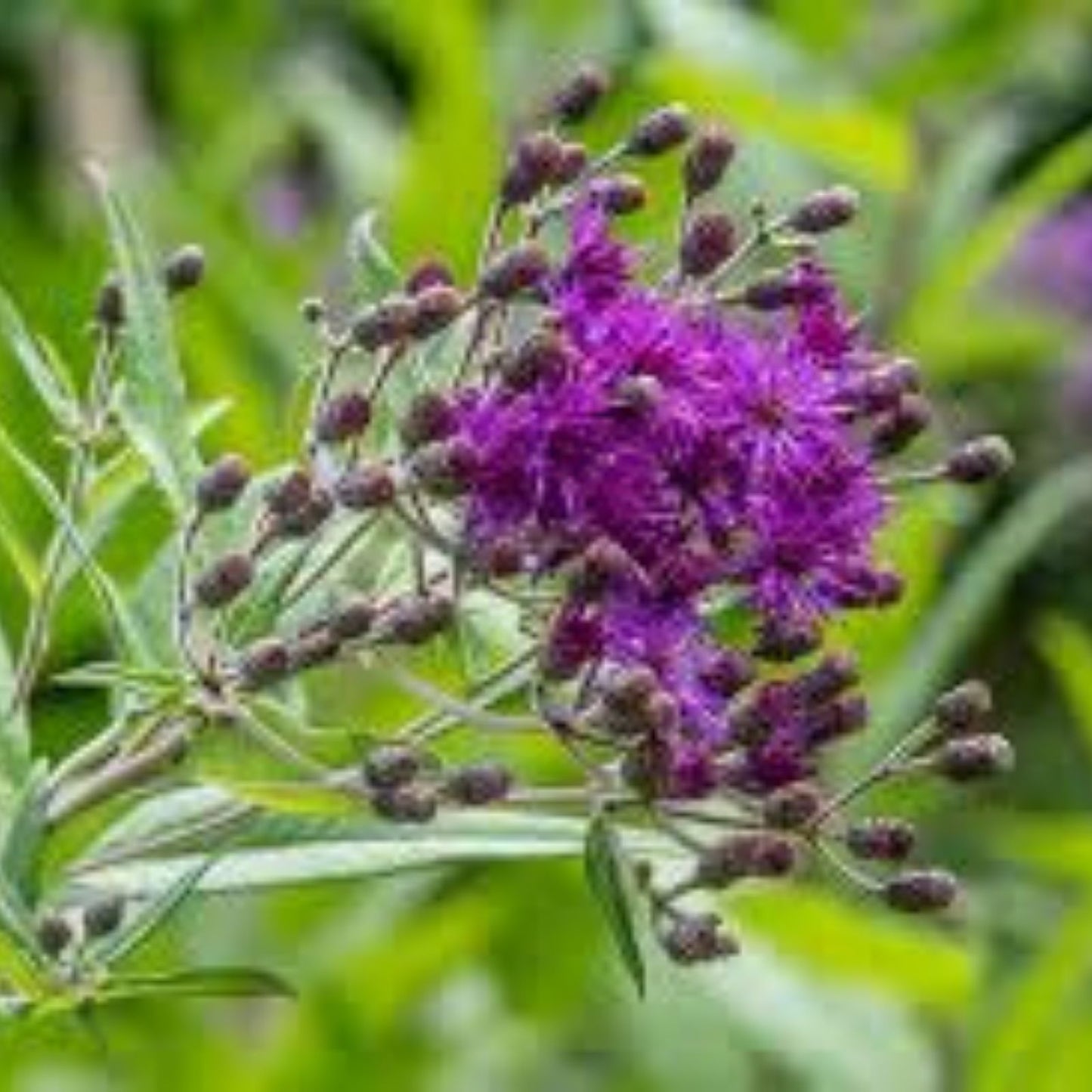 Ironweed Seeds 100 Pack, Purple Flowering Plant, Vernonia gigantea, Perennial Wildflower for Garden and Landscaping