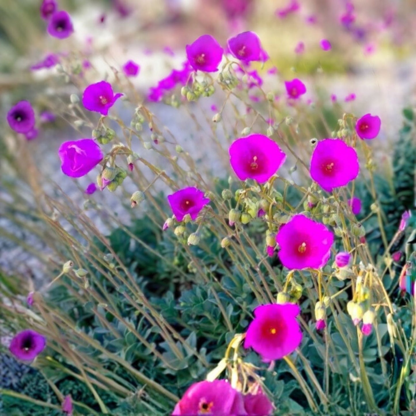 Rock Purslane Cuttings 6 Pack - Magenta Purple Bloom - Calandrinia Spectabilis Succulent Plant Propagation