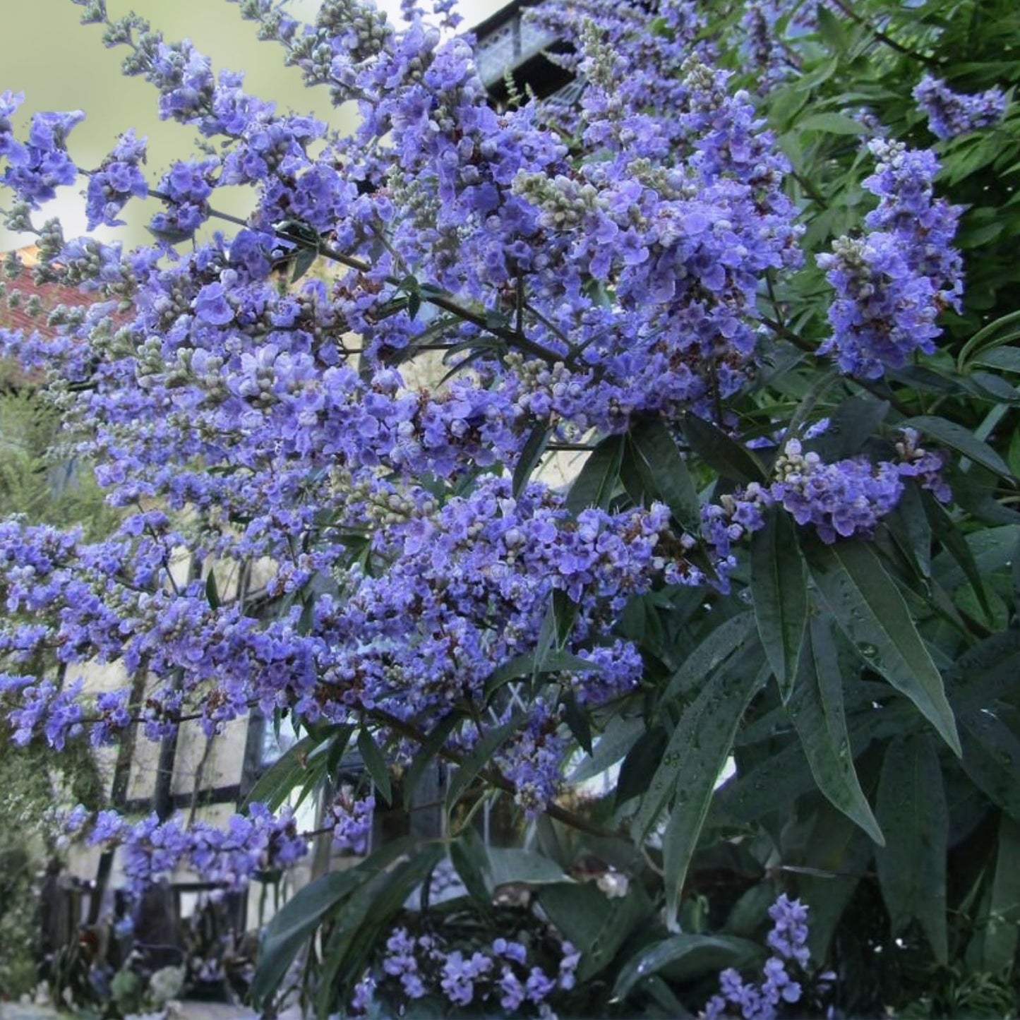 50 Chaste Vitex Tree Seeds - Hardy Monks Pepper, Drought Tolerant, Aromatic, Medicinal Plant, Vitex agnus-castus