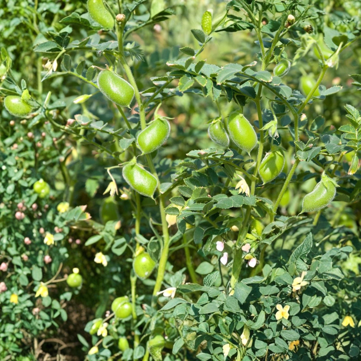 Thai Hot Pepper Seeds - Heirloom Non-GMO Capsicum annuum - 500+ Seeds for Spicy Cooking and Garden Growth