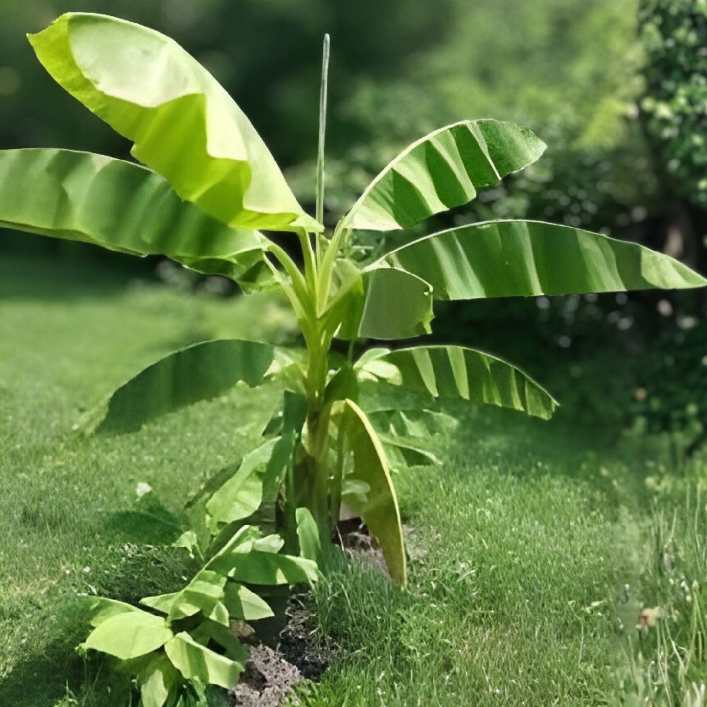 Double Mahoi Banana Tree Starter Plant - Small Rooted Musa acuminata Tropical Indoor Outdoor Plant