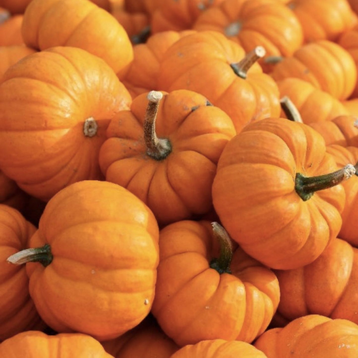 Orange Smoothie Pumpkin Seeds 20 Pack – Live Planting Seeds for Growing Cute Mini Pumpkins Cucurbita pepo