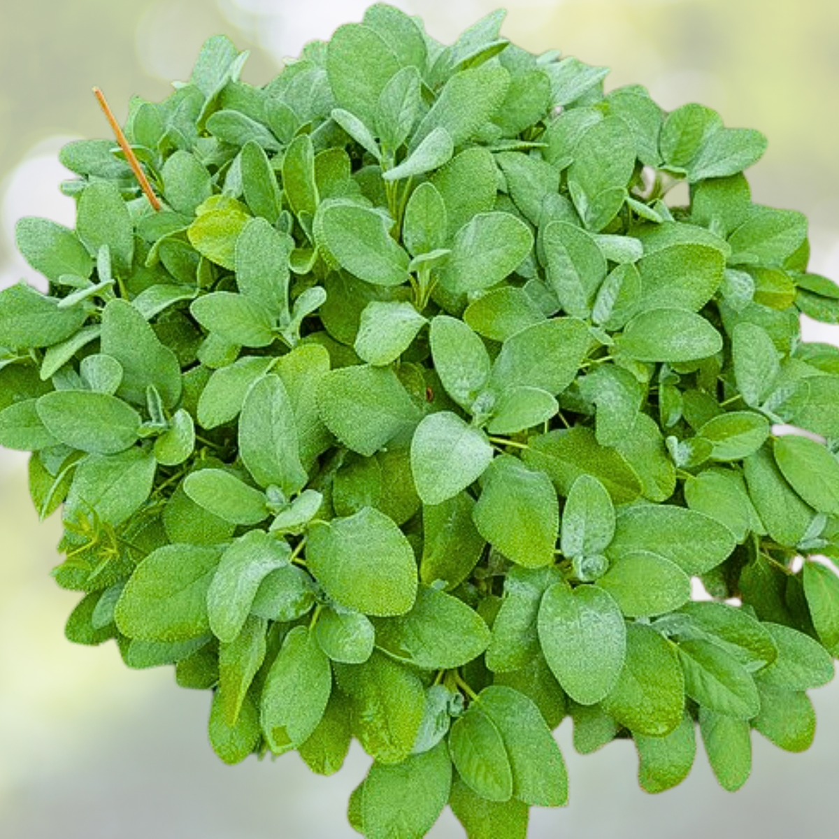 Sage Seeds - 100 Non-GMO Broadleaf Perennial Seasoning & Tea Antioxidant Seeds (Salvia officinalis)