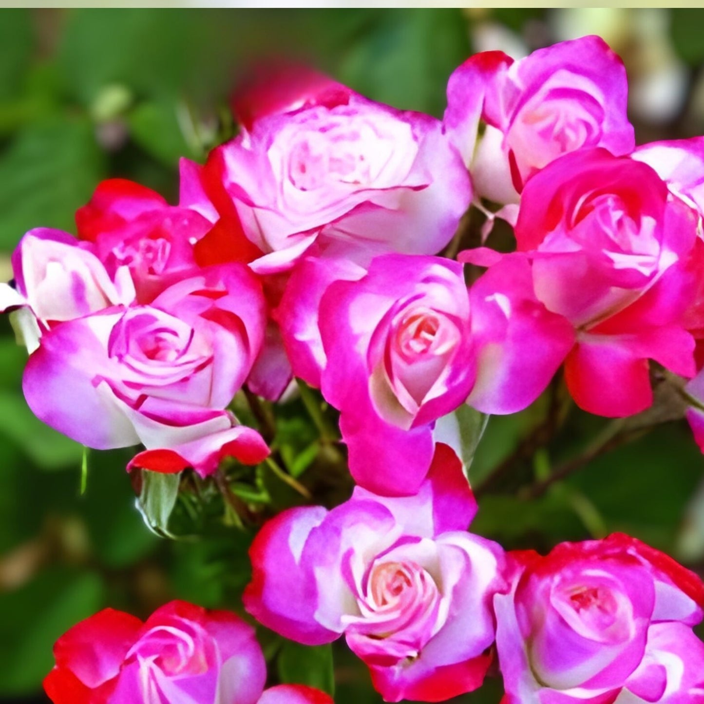 Candy Cane Cocktail Shrub Rose - Live Plant 1 QT Rosa 'Candy Cane Cocktail' Colorful Blooming Garden Plant