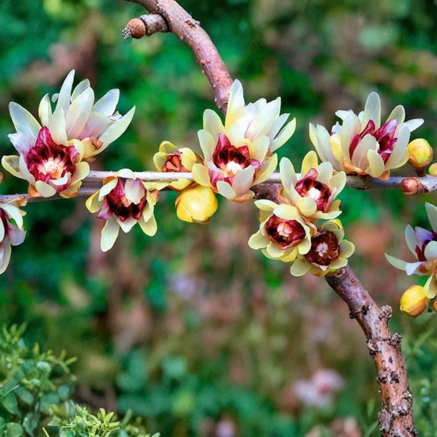 Wintersweet Seeds 10 Pack - Fragrant Yellow Flowers - Chimonanthus praecox - Easy to Grow Garden Plant from Iowa, USA