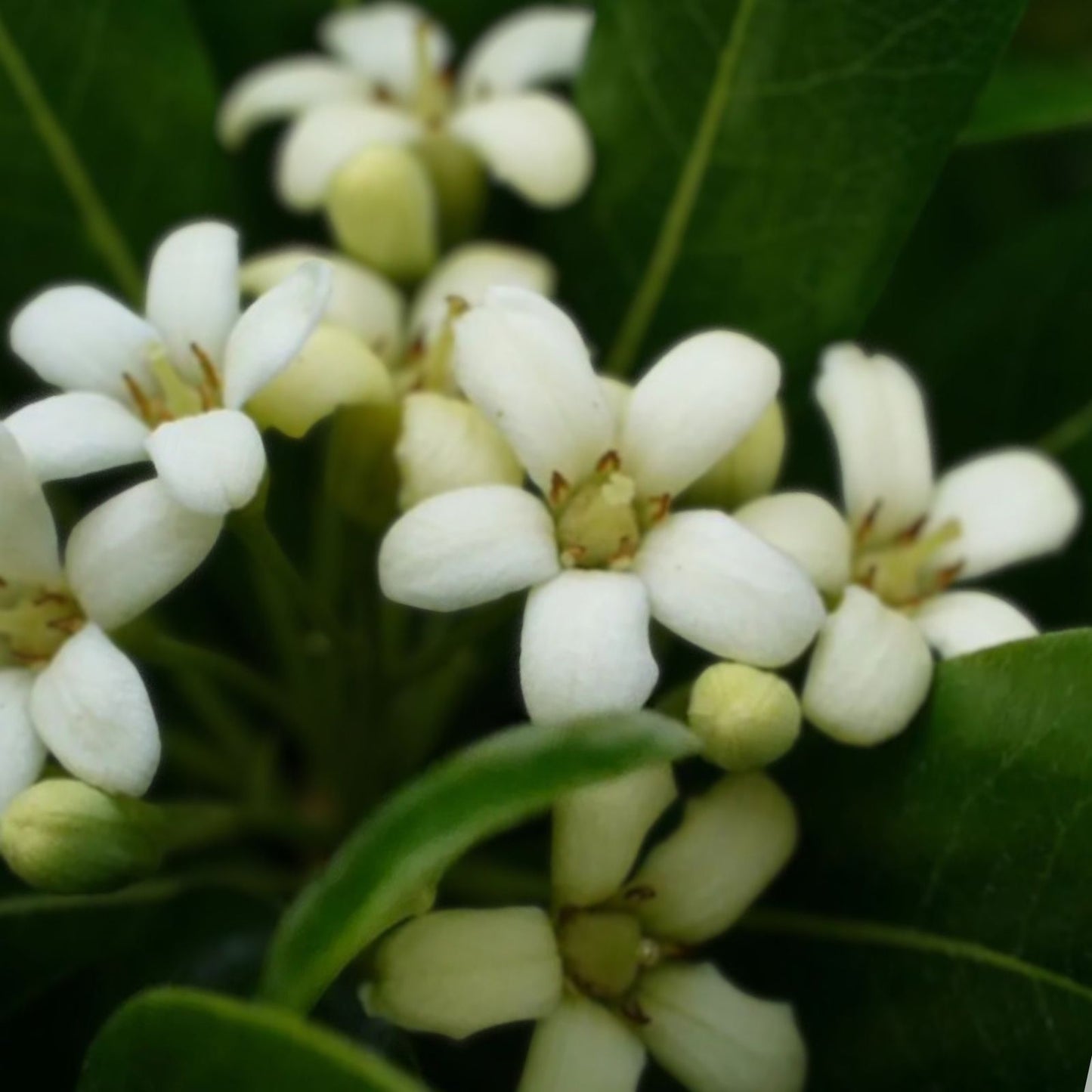 Japanese Cheesewood Tree Seeds 30 Pack Pittosporum tobira Hardy Ornamental Plant for Gardens Landscaping