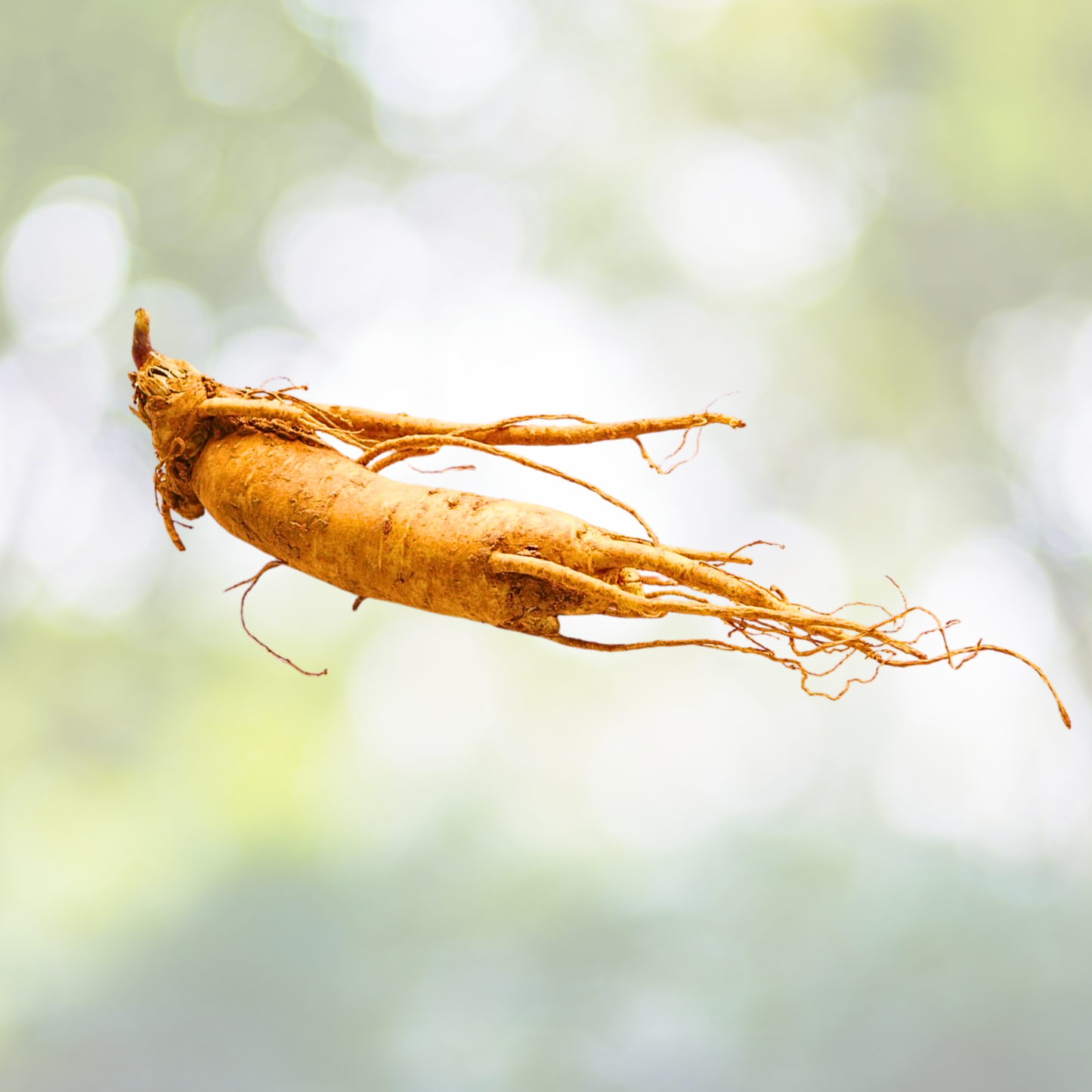 10pcs Asian Ginseng Seeds - Medicinal Perennial Herb - Panax Ginseng - Herbal Gardening