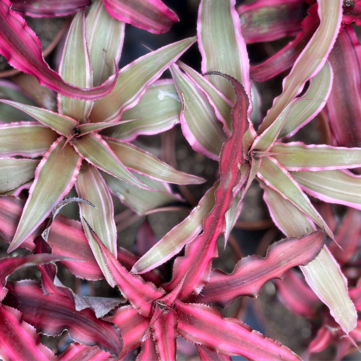 Cryptanthus Plant 4" Pot Wild Cherry Tropical Houseplant Cryptanthus 'Wild Cherry' - Unique Indoor Decor