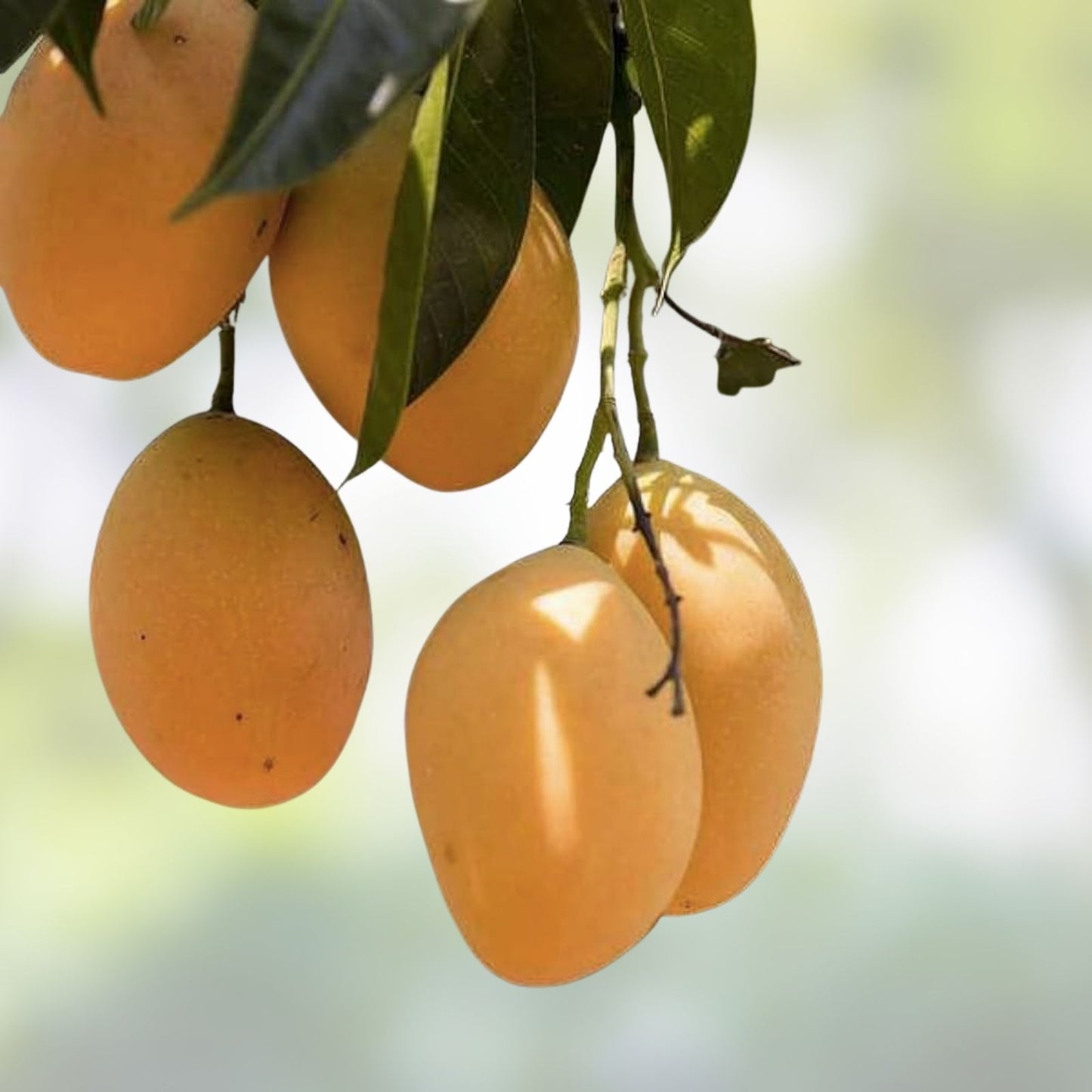 Mango Seeds 50 Pack - Tropical Fruit Seeds Mangifera indica - Grows in USA, Ships from Iowa