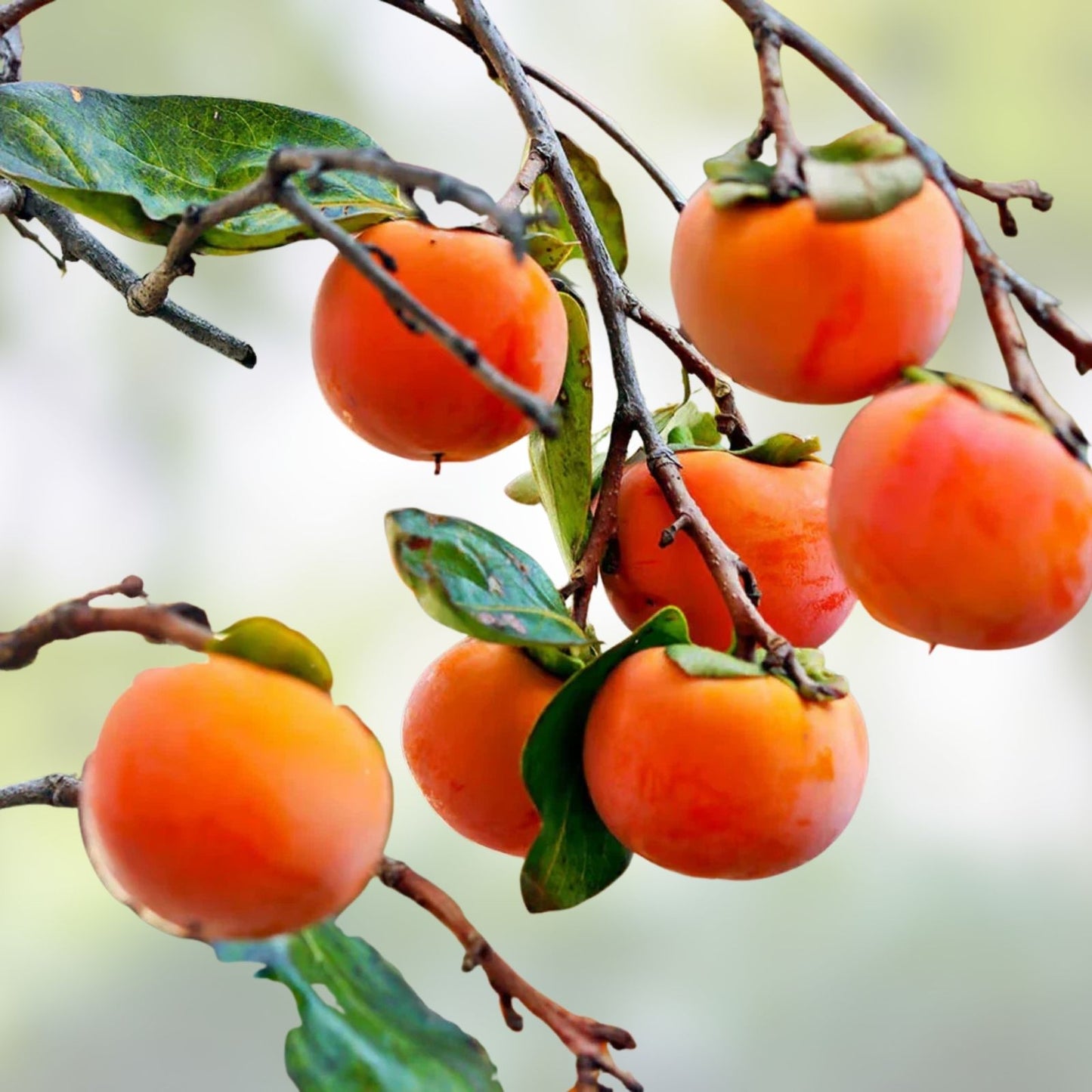 Japanese Fuyu Persimmon Tree Scions, 6-8in for Grafting, Diospyros kaki, Fruit Tree Propagation