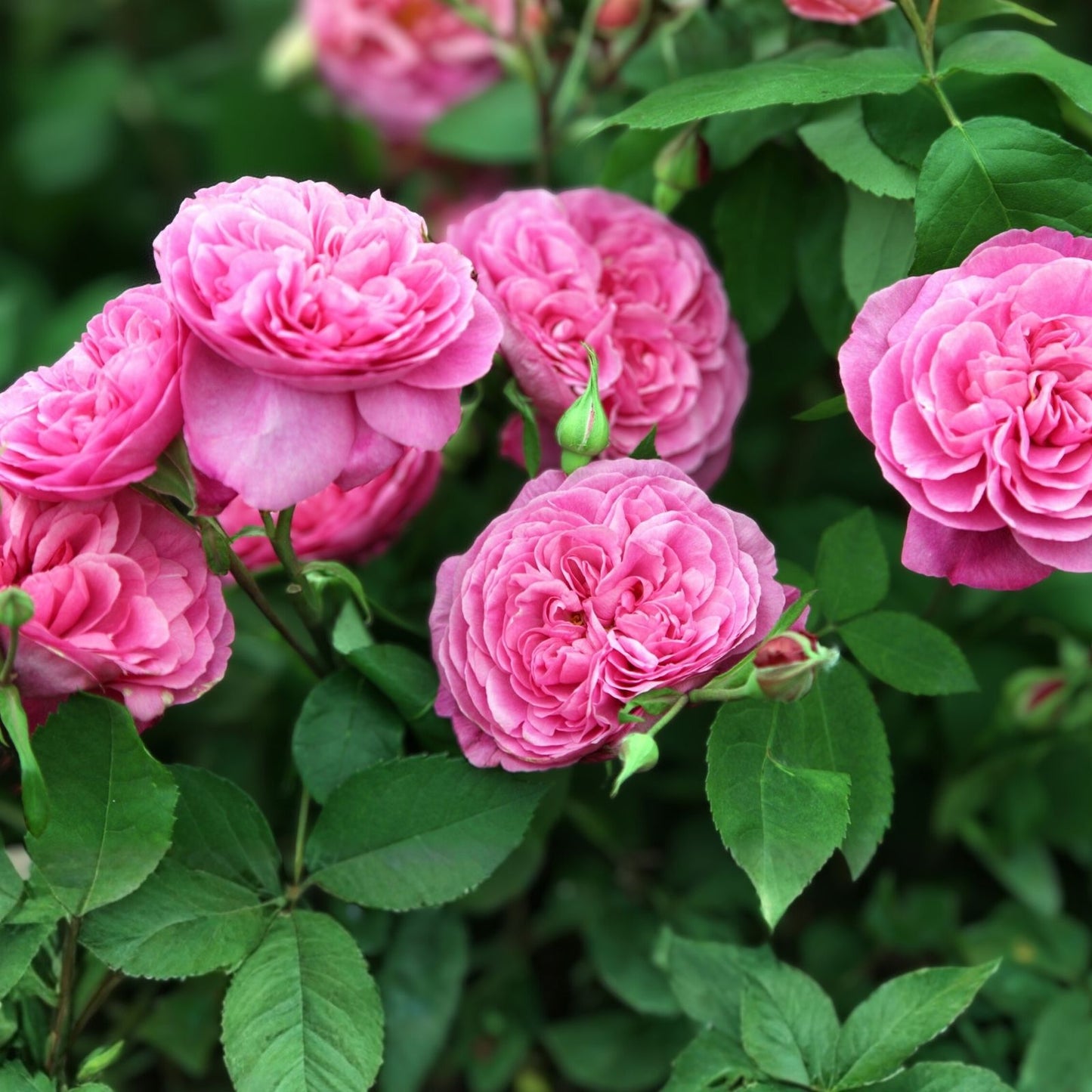 Rose Cuttings for Rooting, Canada Variety, 3 Pack, Rosa spp, Garden Planting Material