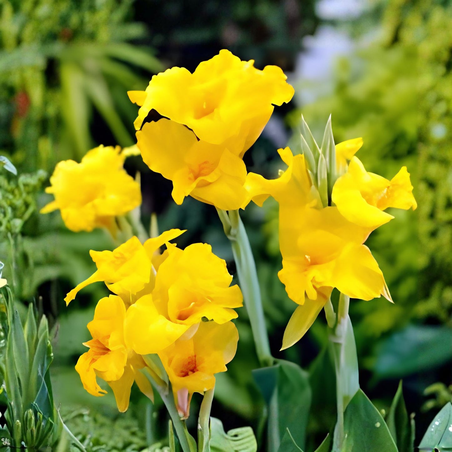 Large Canna Lily Bulbs, Yellow Canna indica, Tropical Flowering Plant for Gardens and Landscapes