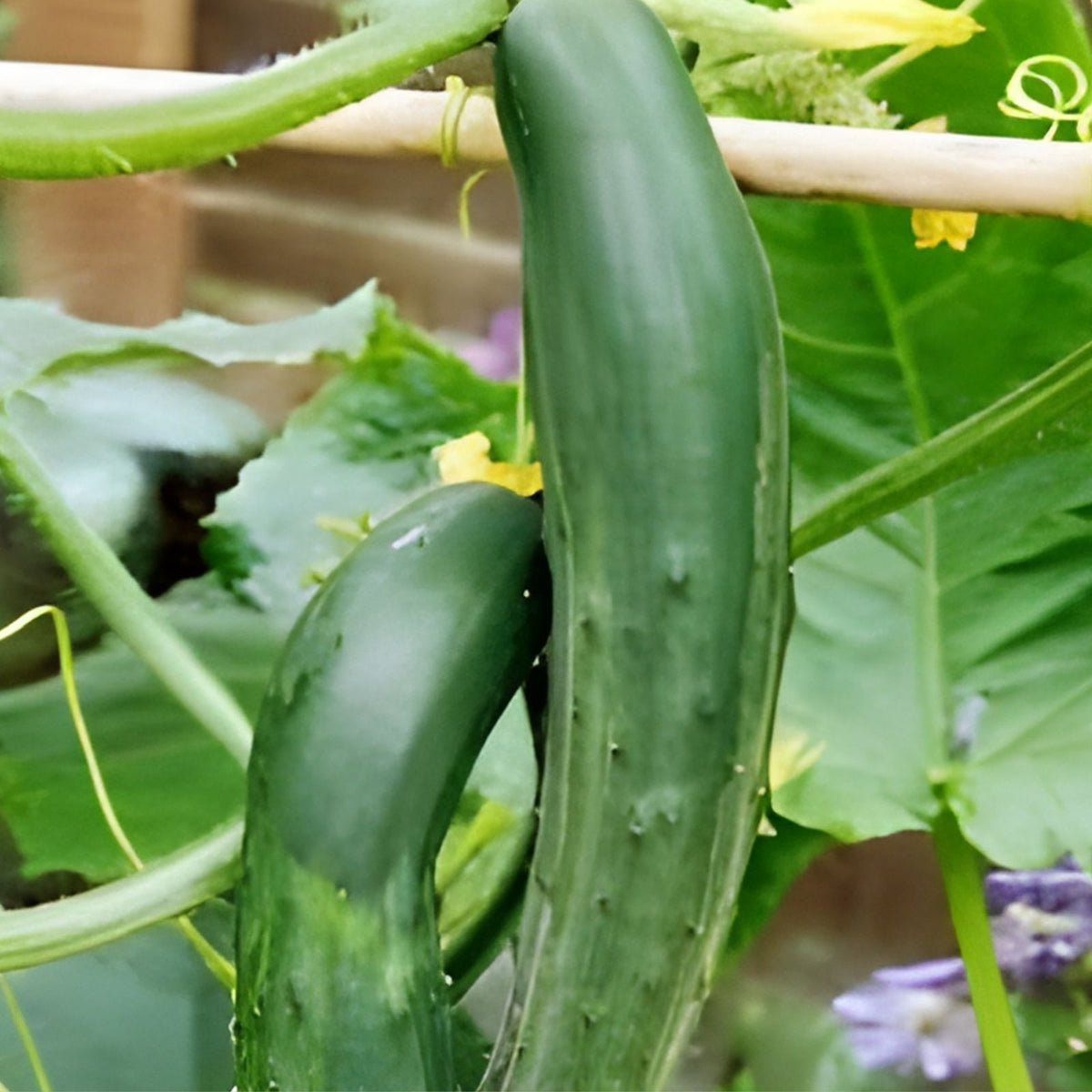 Cucumber Seeds 100 Count Long Green Heirloom Non-GMO Cucumis sativus Vegetable Seeds