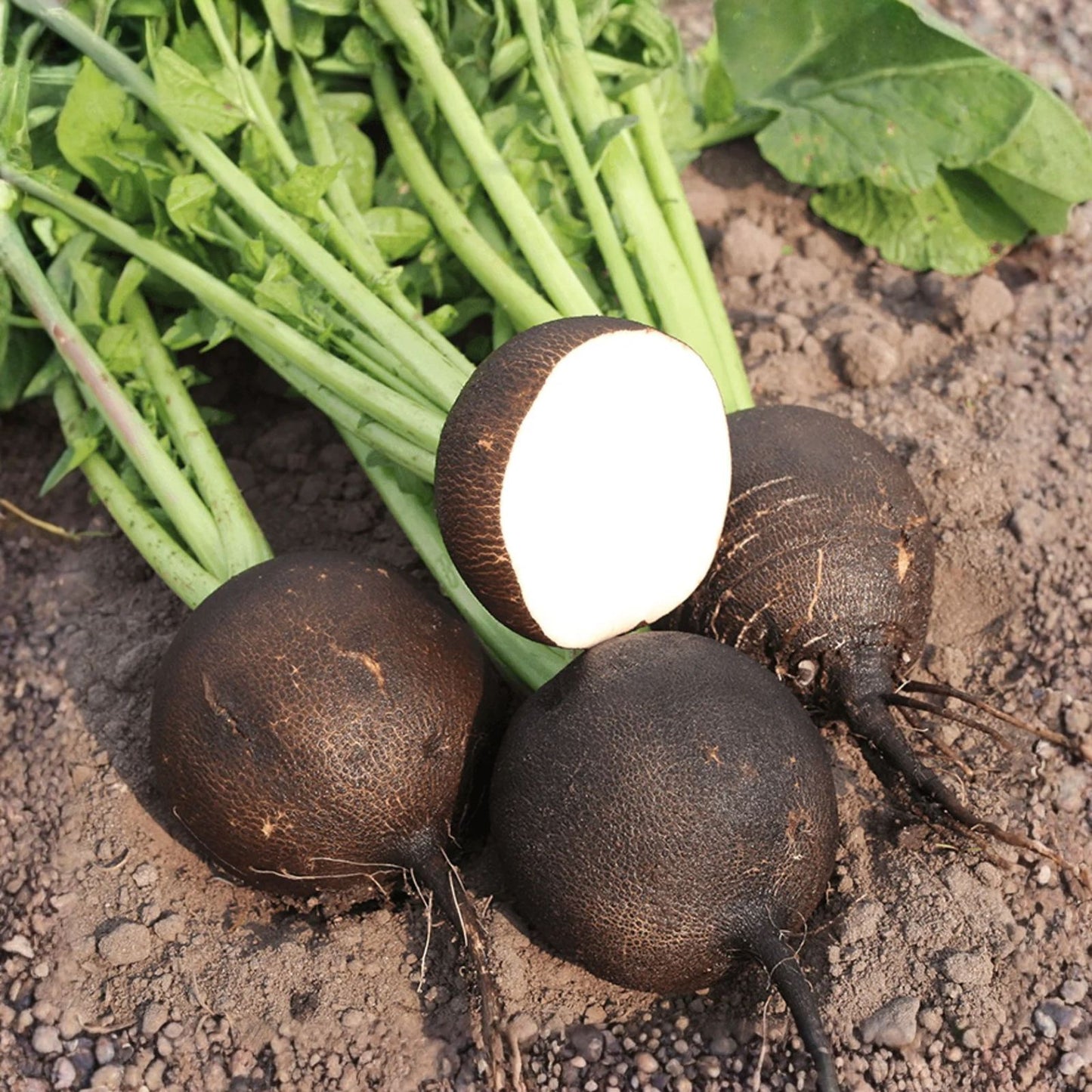Black Radish Seeds for Planting - 250 Count - Rare Garden Vegetable - Raphanus sativus var. niger
