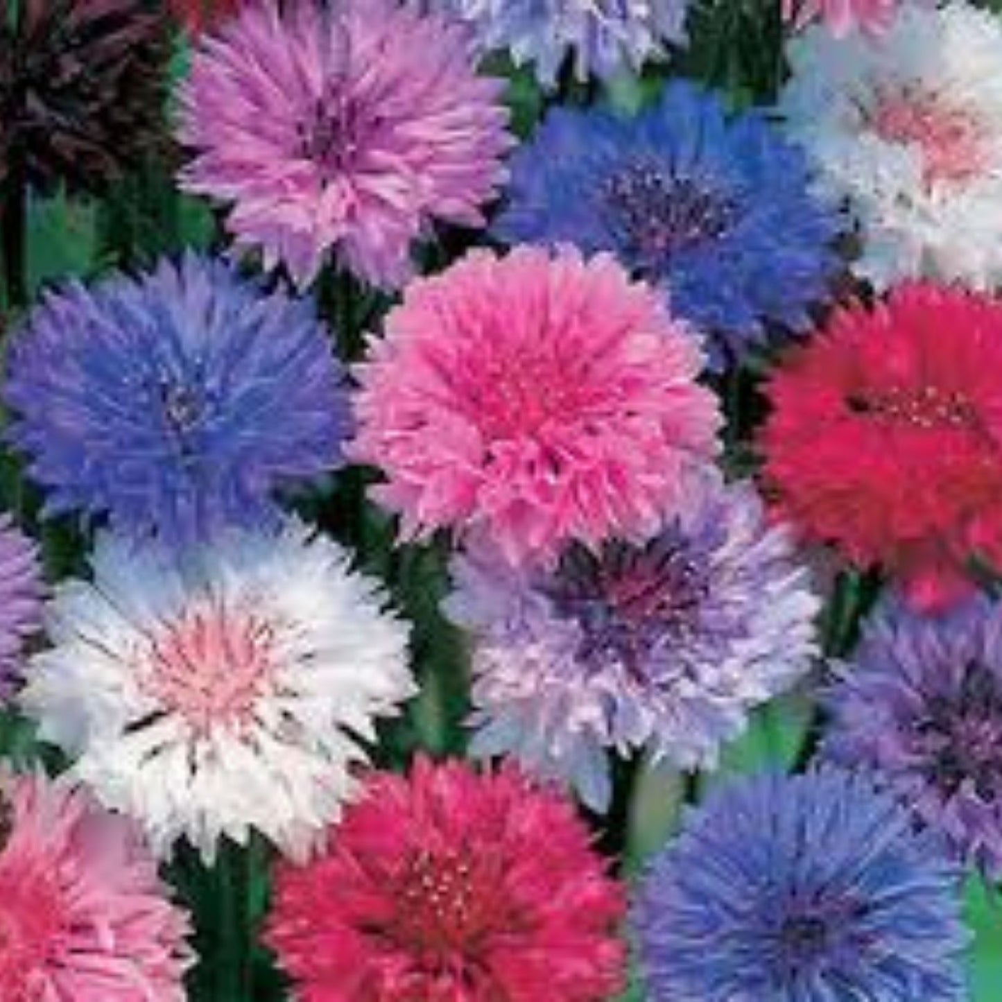 Bachelor Button Seeds, Polka Dot Mix, Organic Flower Seeds, Centaurea cyanus, USA Grown, Free Shipping