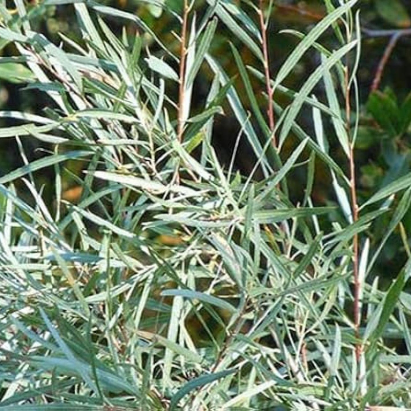 Coyote Willow Shrub Cuttings - Sandbar Willow - Easy to Grow Salix exigua Planting Material