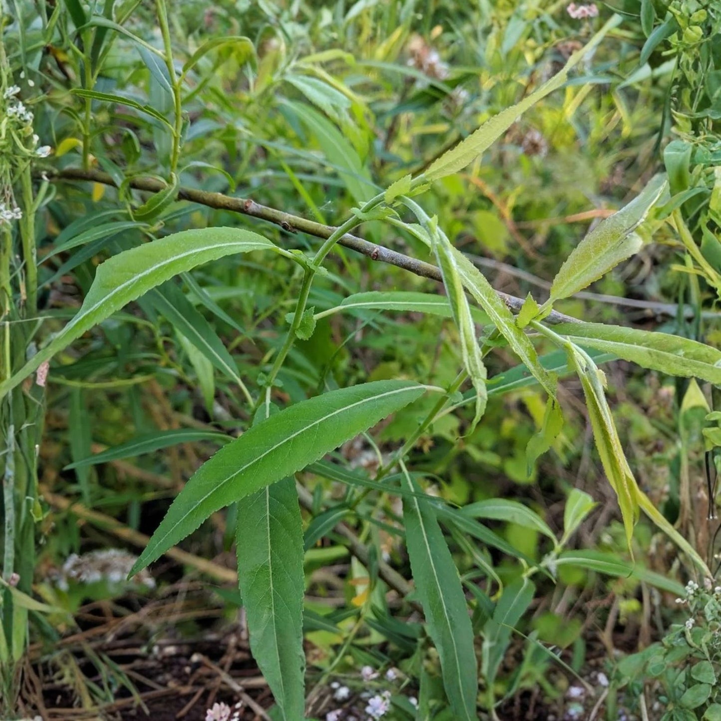 Blackskin Willow Cuttings - 2 Bushes - Rare Black Branches - Salix nigra - Live Planting Material for Landscaping