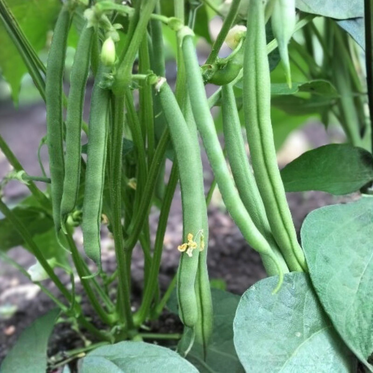 Tendergreen Bush Bean Seeds 500+ Heirloom Variety, Healthy and Great Tasting Phaseolus vulgaris