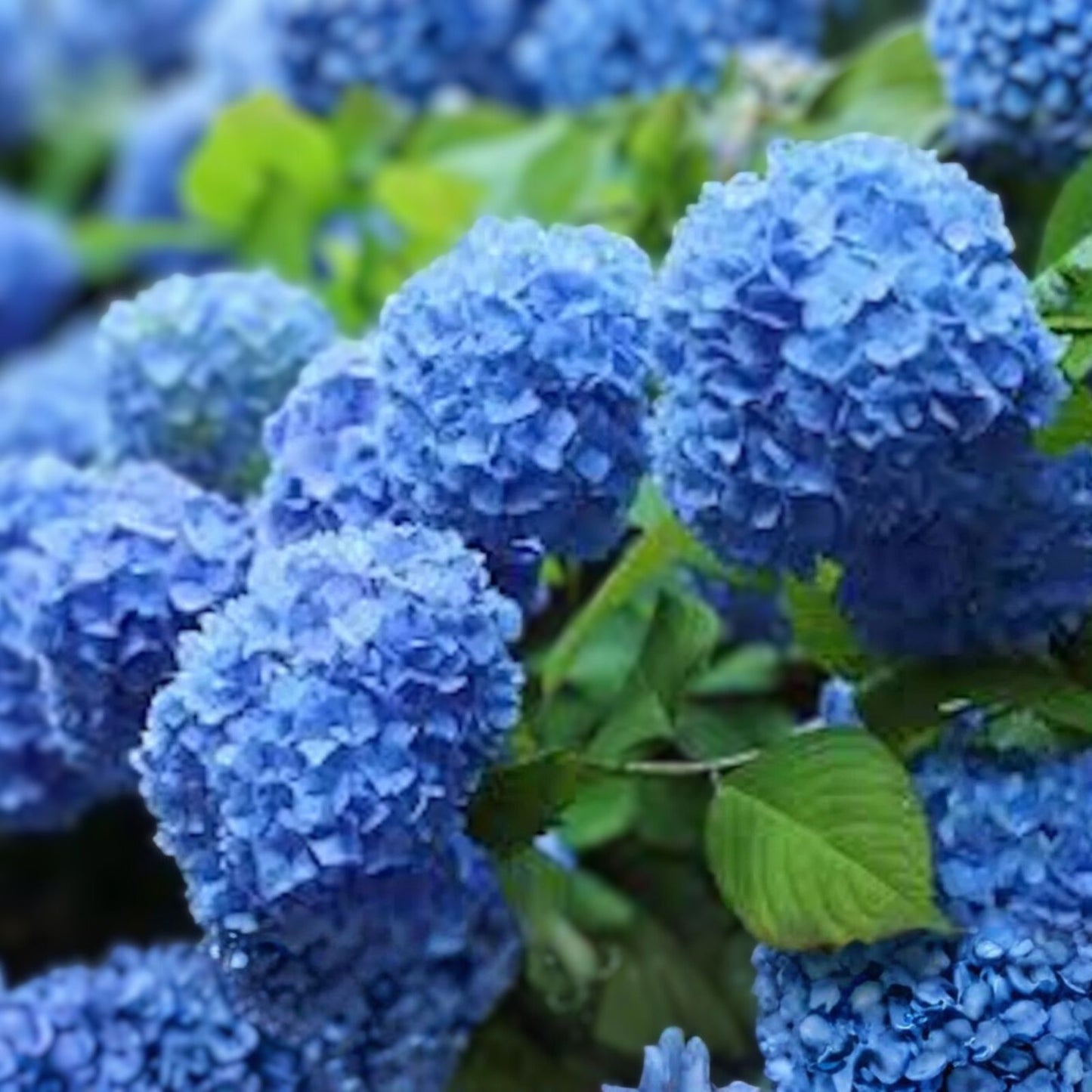 Blue Hydrangea Bushes - 5 Bare Root Plants - Old Fashioned Variety - Hydrangea macrophylla - Vibrant Blue Flowers