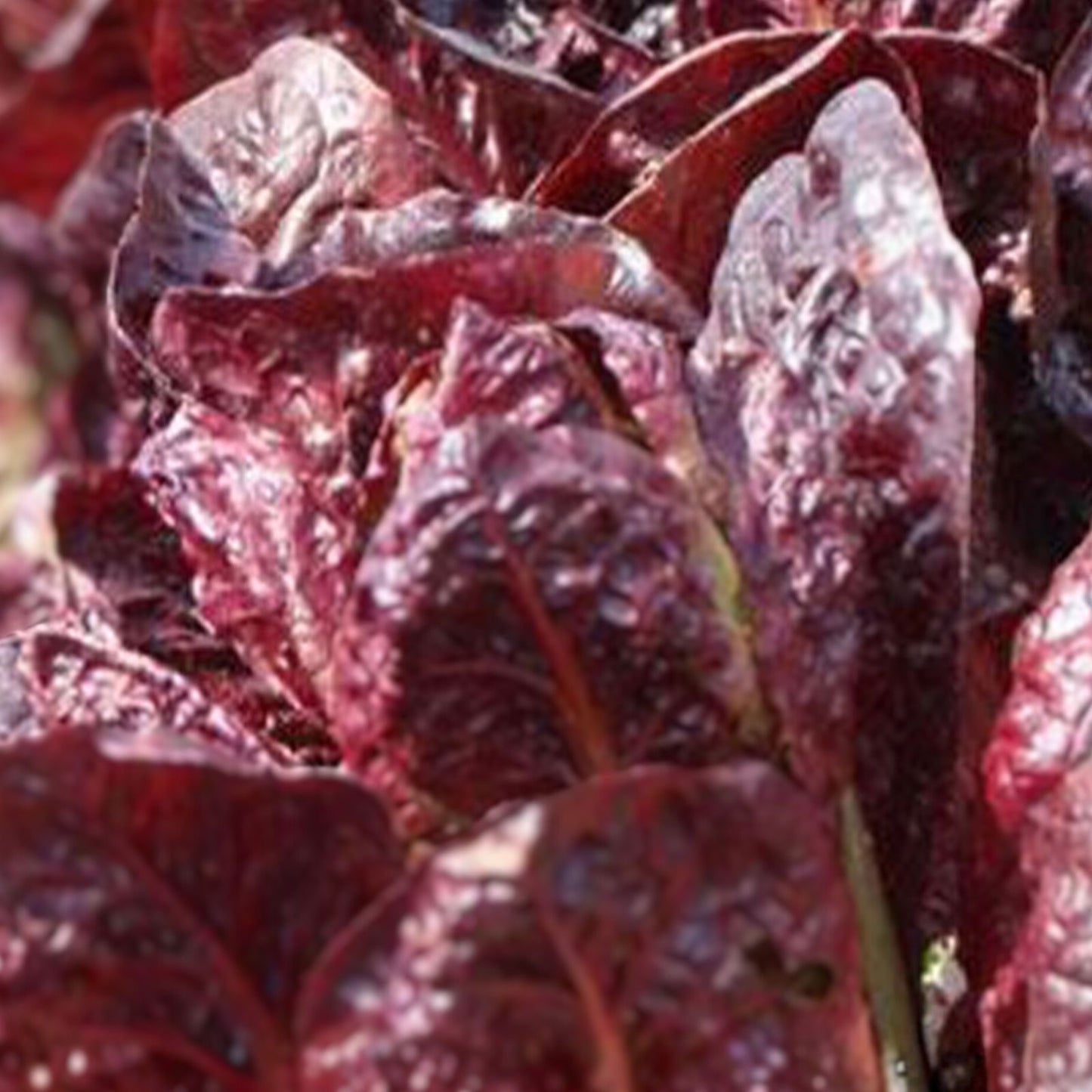 Heirloom Red Romaine Lettuce Seeds – Non-GMO Organic 1000 Seeds – Lactuca sativa Leafy Greens for Gardening
