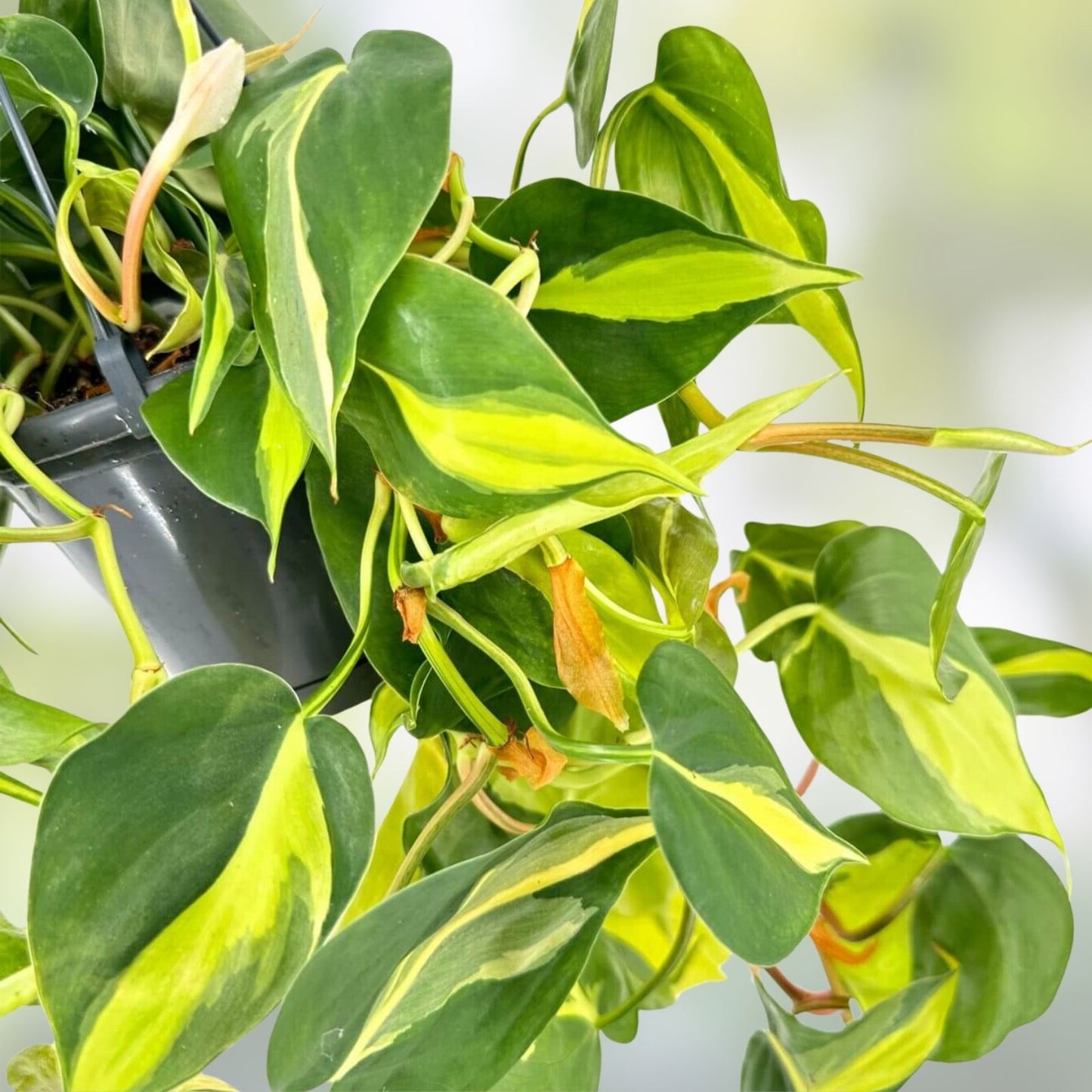 Brazilian Pothos Plant - Variegated Cordatum Hederaceum - Live Rooted Indoor Houseplant for Low Light Spaces