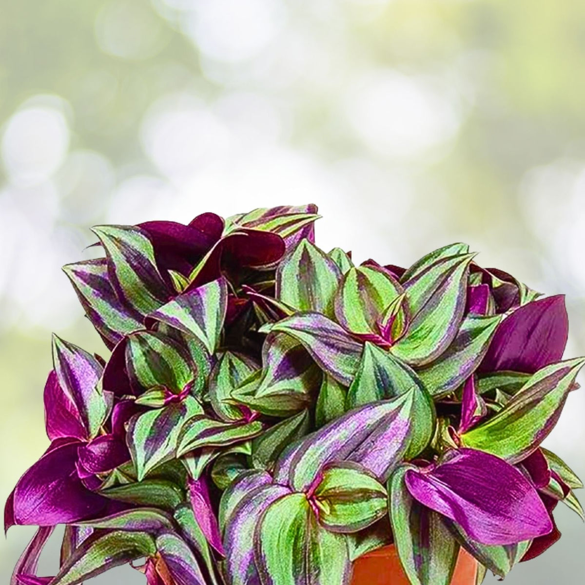 Purple Wandering Jew Cuttings - 6 Inches - Tradescantia Zebrina Houseplant - 6 Cuttings