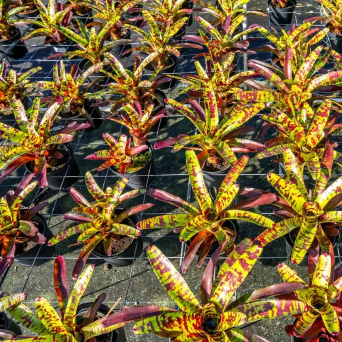 Bromeliad Plant 5" Pot Neoregelia Guacamole Red Foliage Yellow Spots Neoregelia